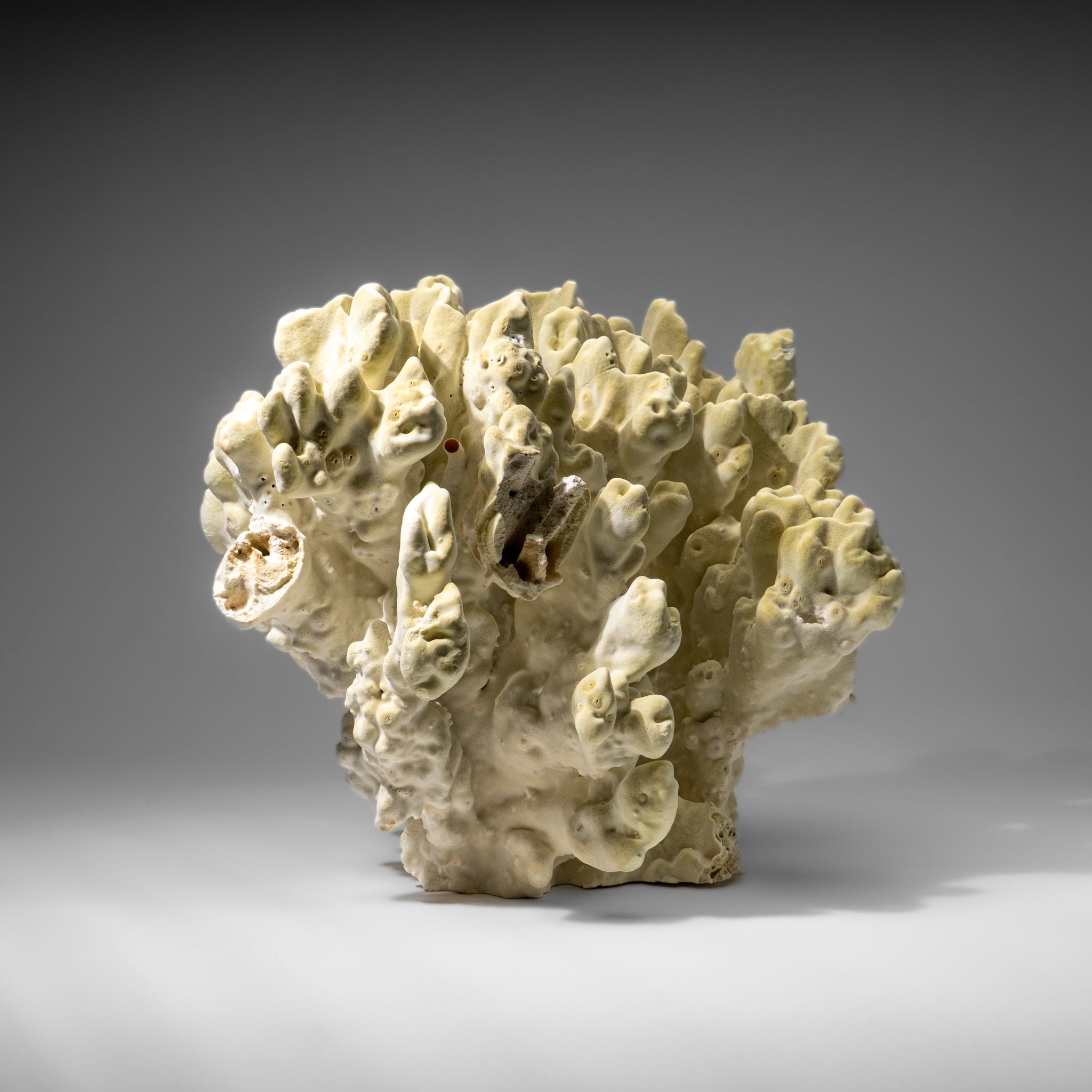 Genuine Natural Green Fire Coral (11" 9.5 lbs)