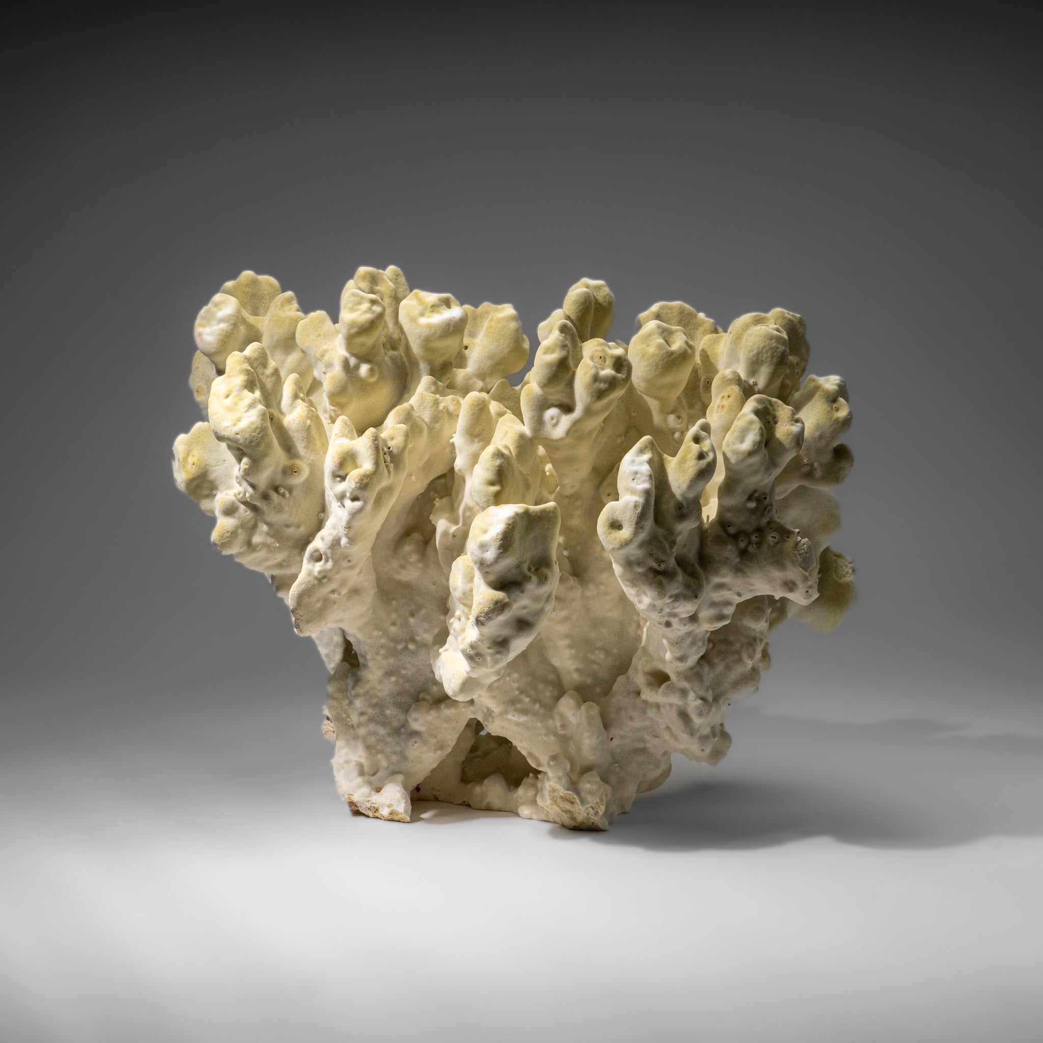Genuine Natural Green Fire Coral (11" 9.5 lbs)