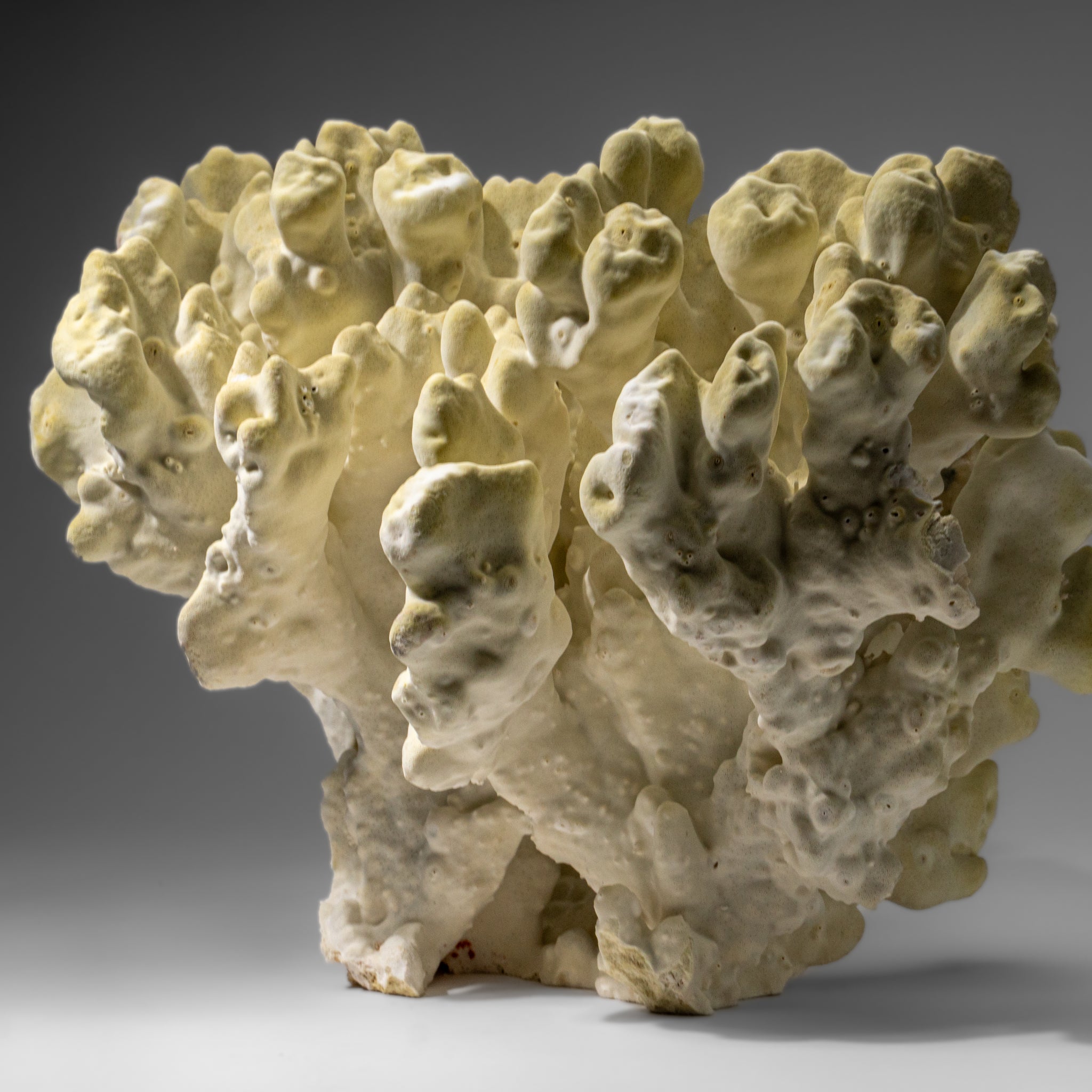 Genuine Natural Green Fire Coral (11" 9.5 lbs)