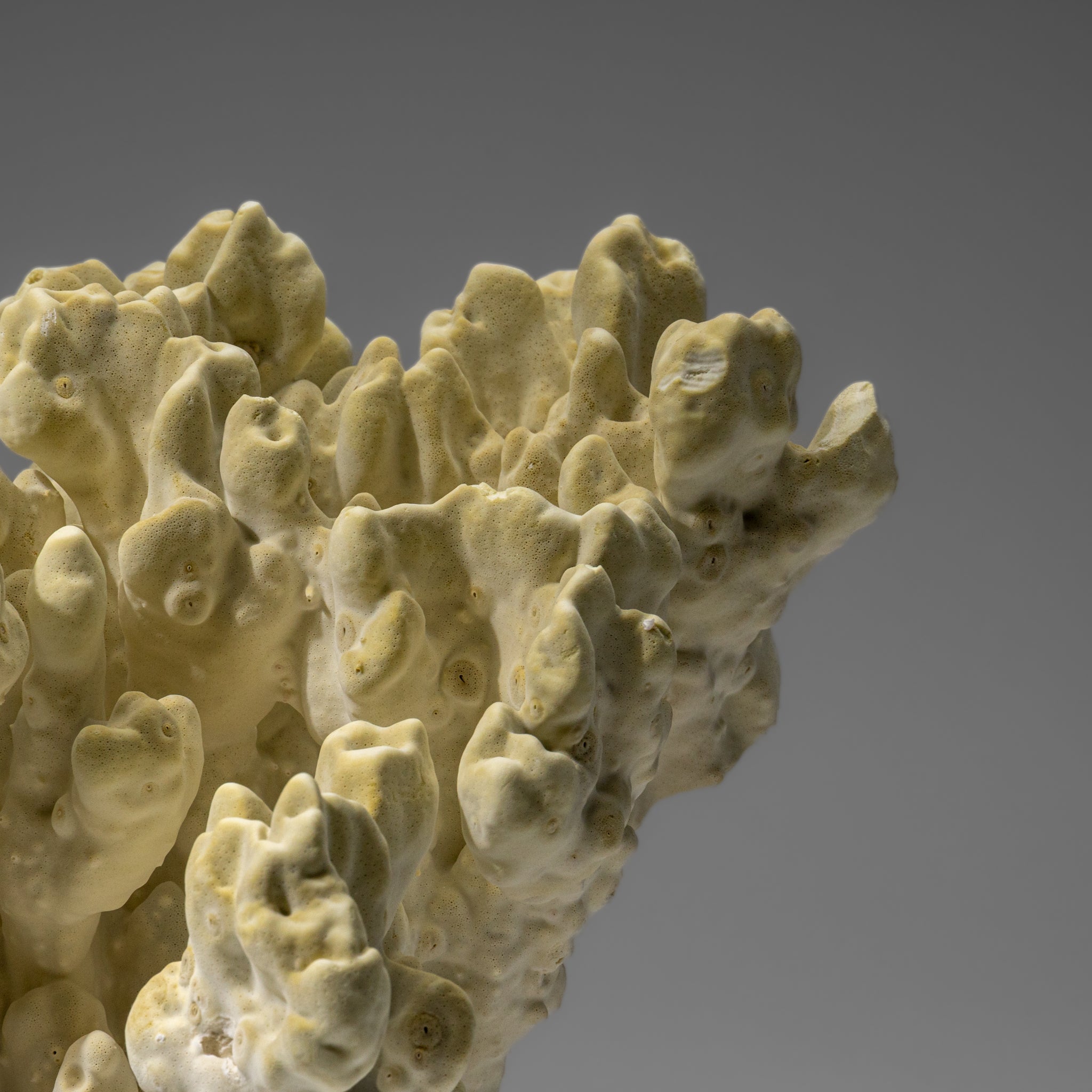 Genuine Natural Green Fire Coral (11" 9.5 lbs)
