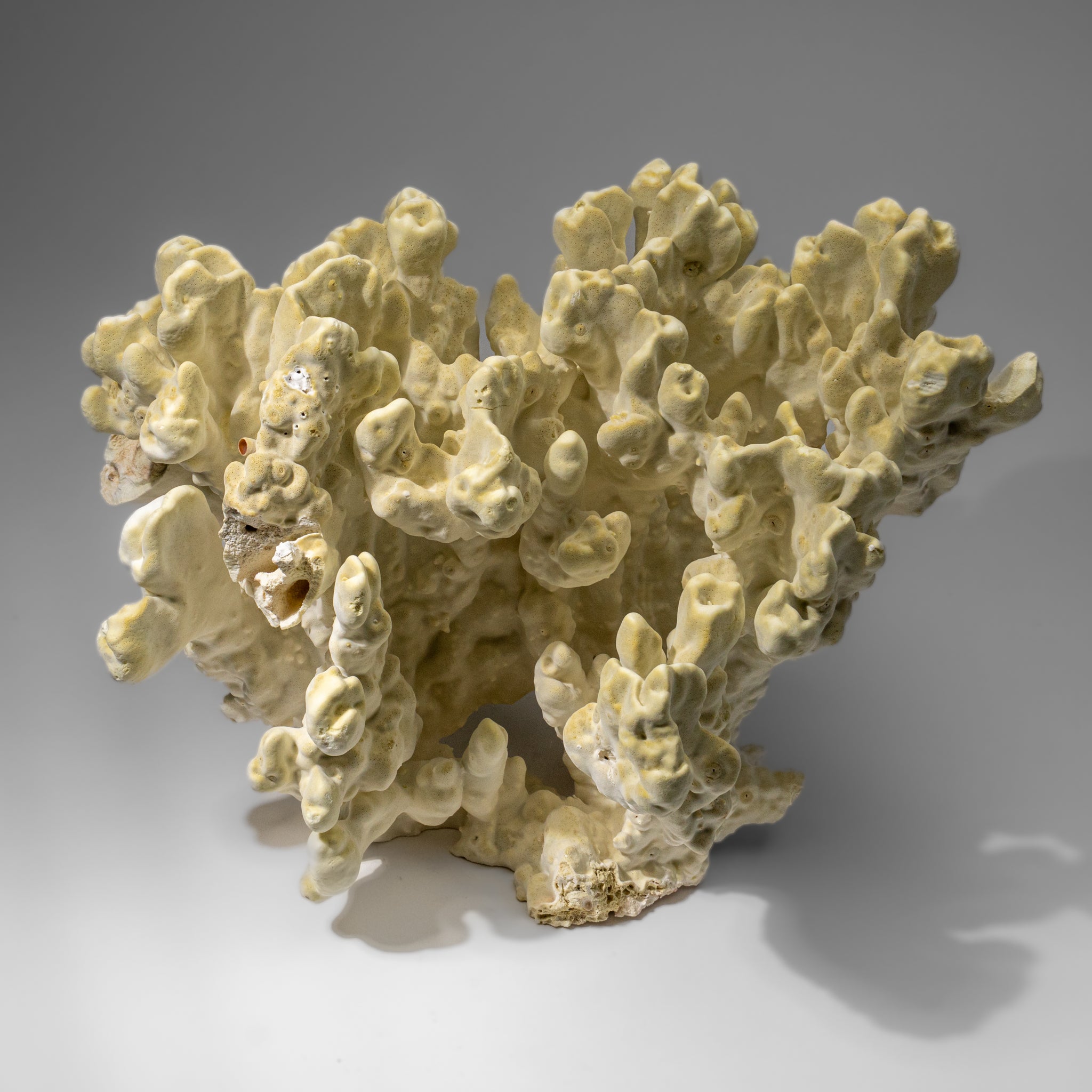 Genuine Natural Green Fire Coral (11" 9.5 lbs)