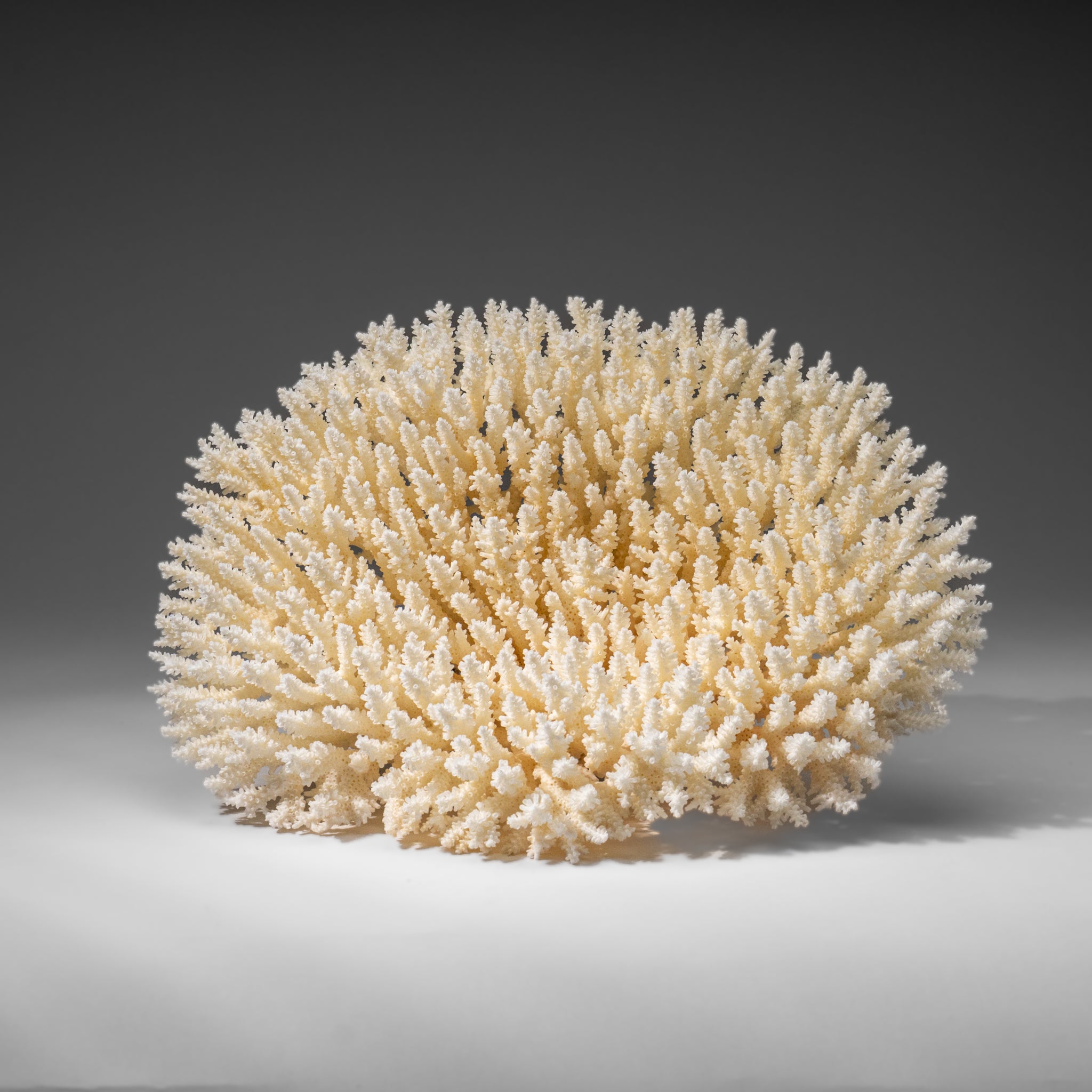 Genuine White Table Coral (3 lbs)