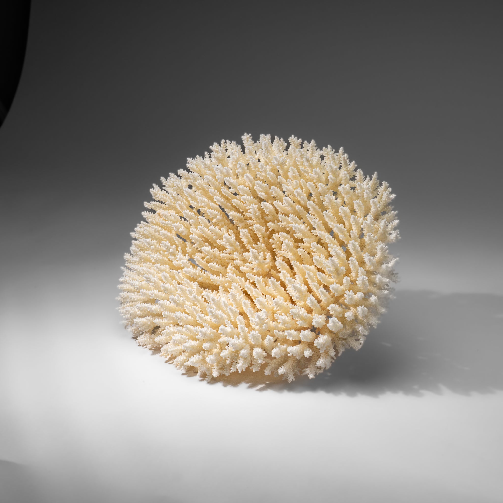 Genuine White Table Coral (3 lbs)