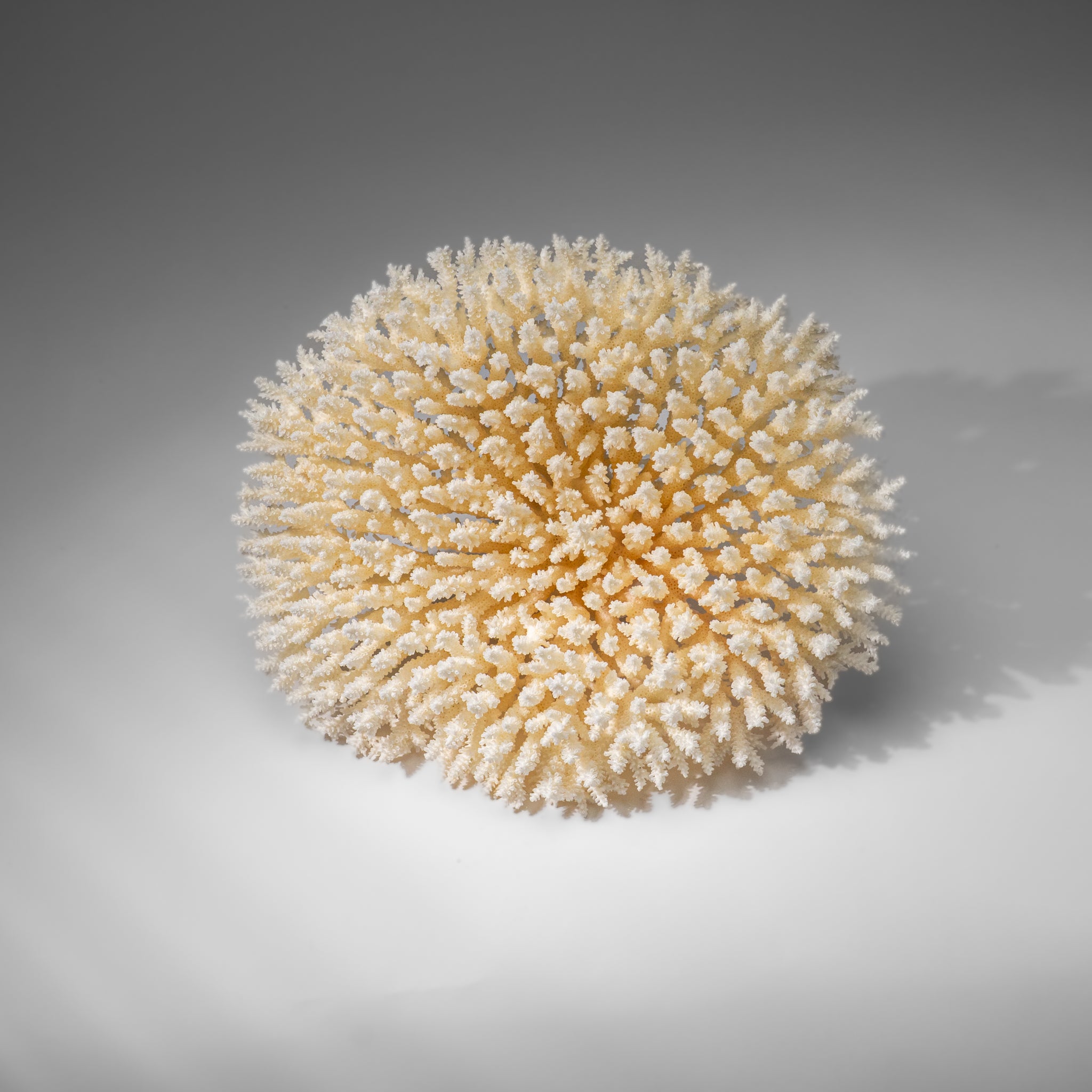 Genuine White Table Coral (3 lbs)