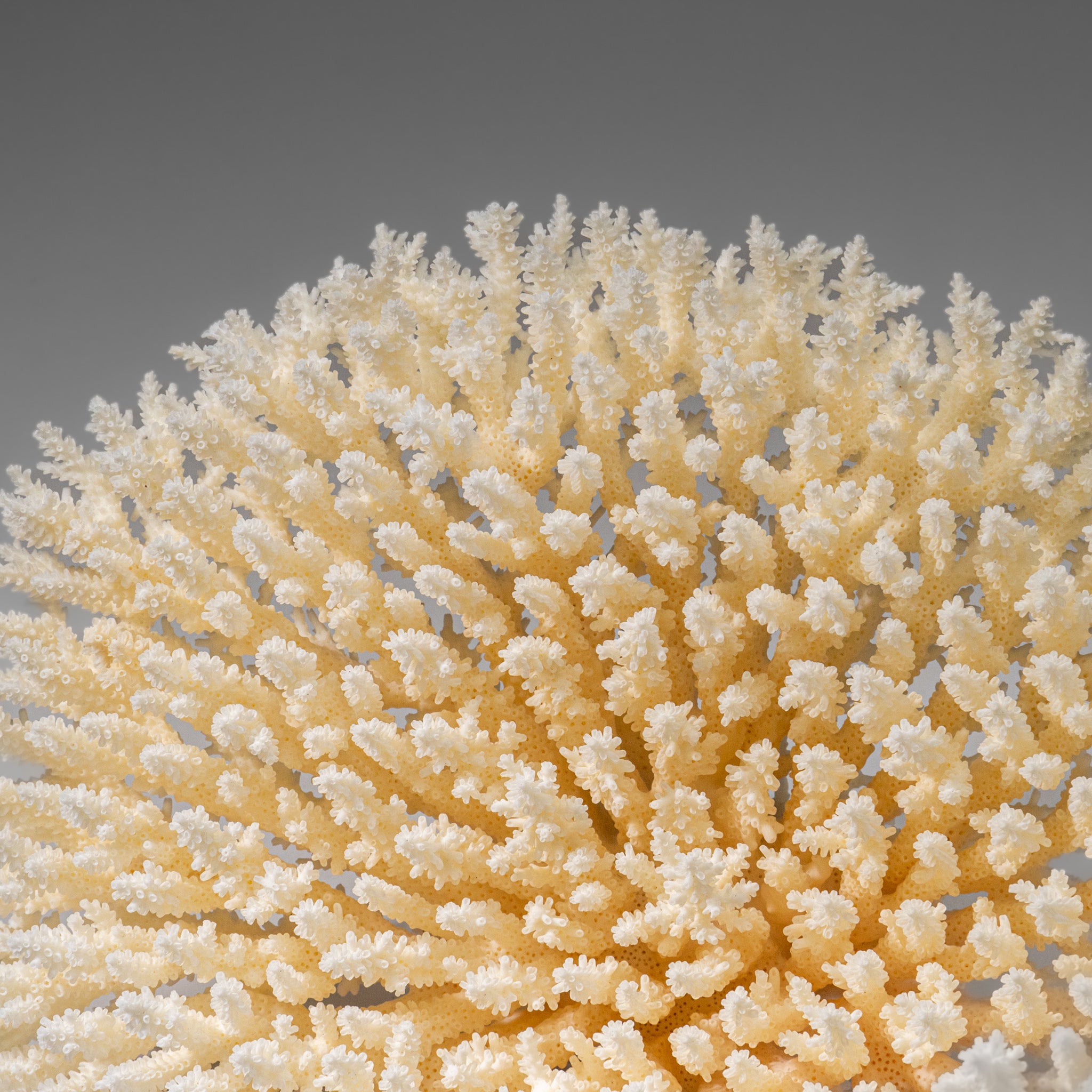 Genuine White Table Coral (3 lbs)