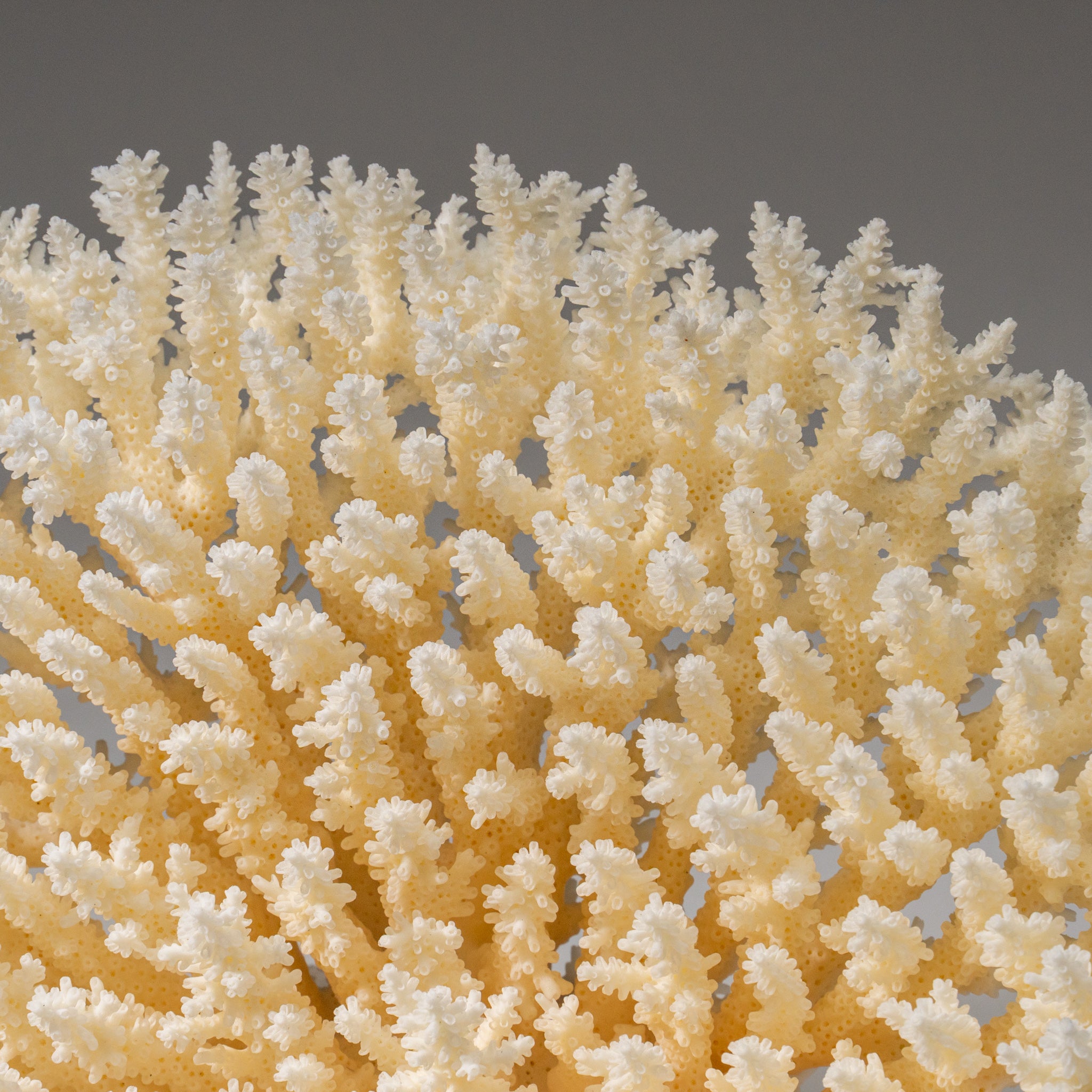 Genuine White Table Coral (3 lbs)
