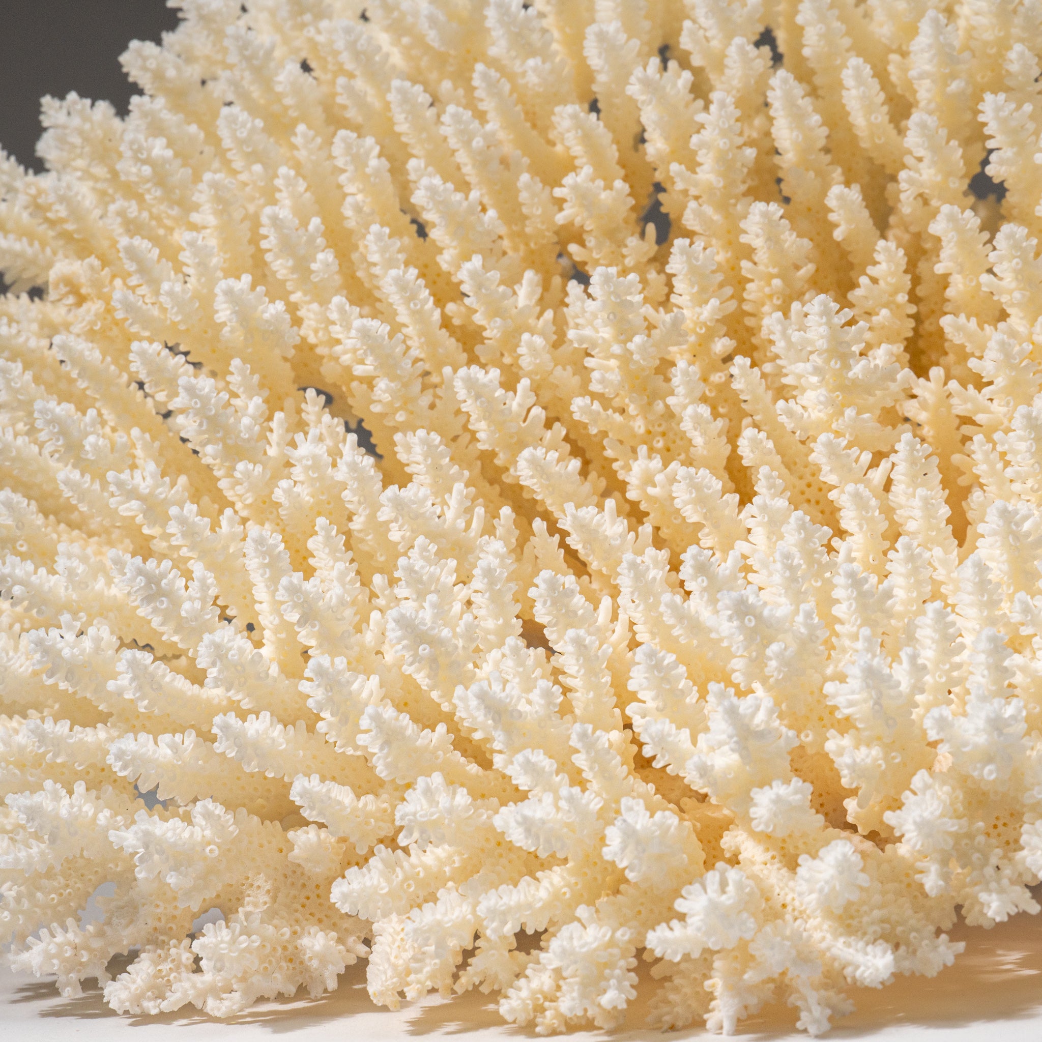 Genuine White Table Coral (3 lbs)
