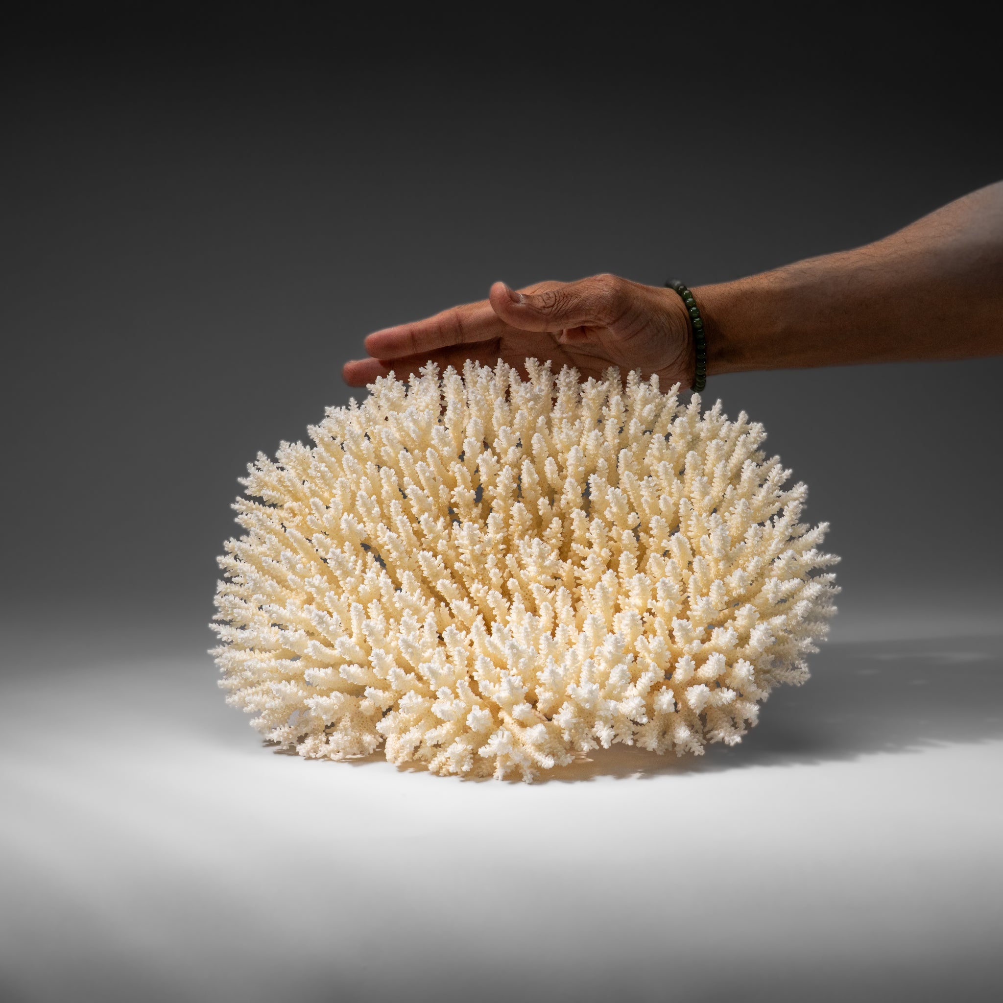 Genuine White Table Coral (3 lbs)
