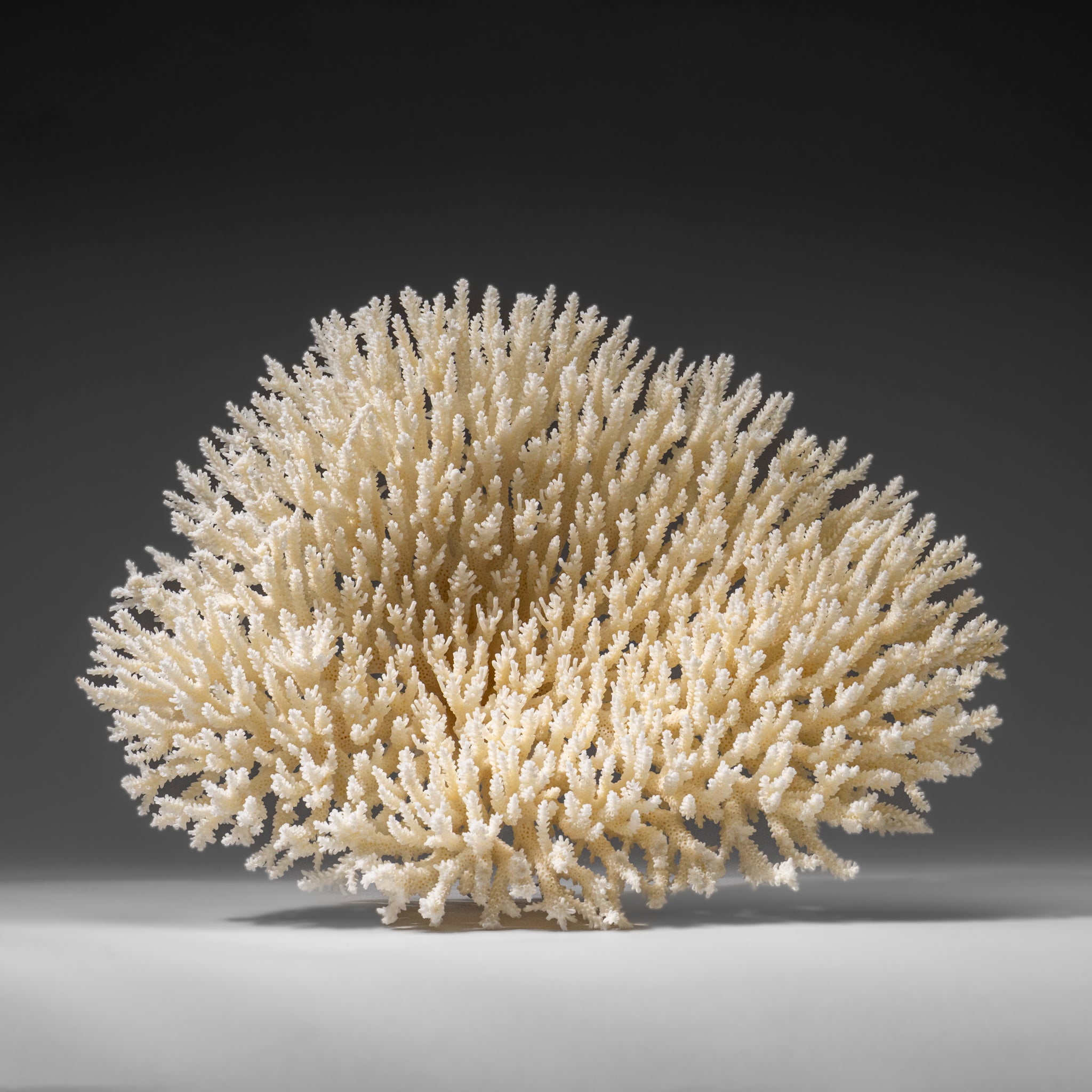 Genuine White Table Coral (1.5 lbs)