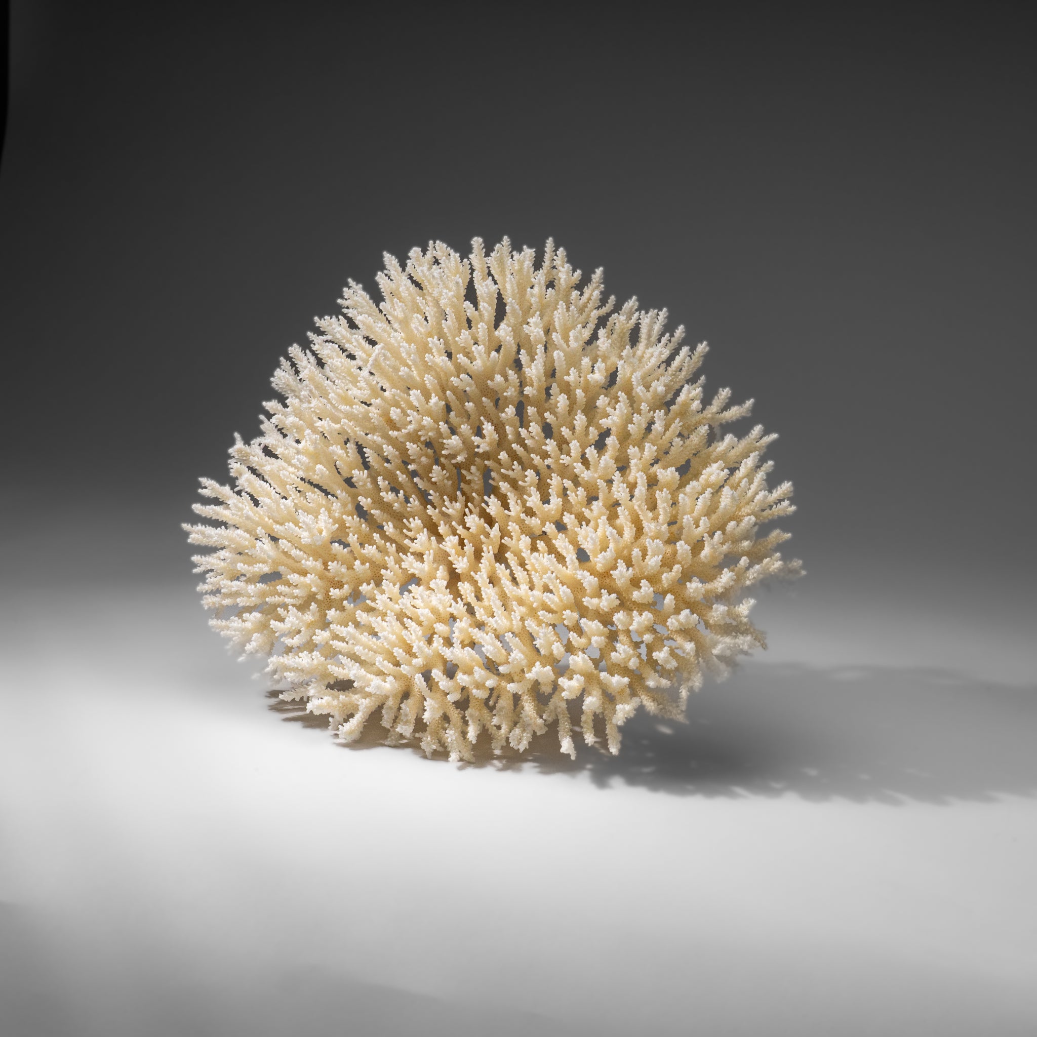 Genuine White Table Coral (1.5 lbs)