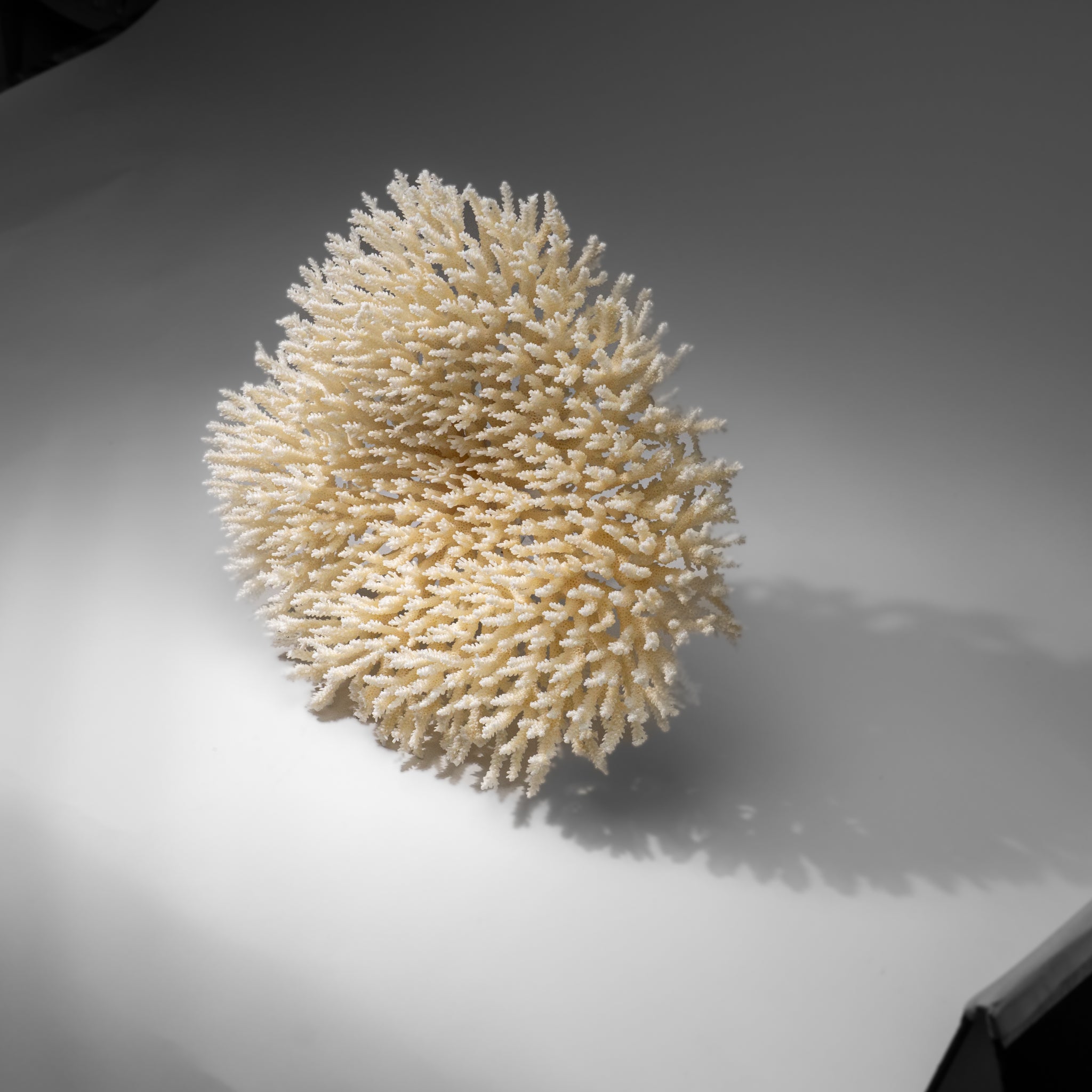 Genuine White Table Coral (1.5 lbs)