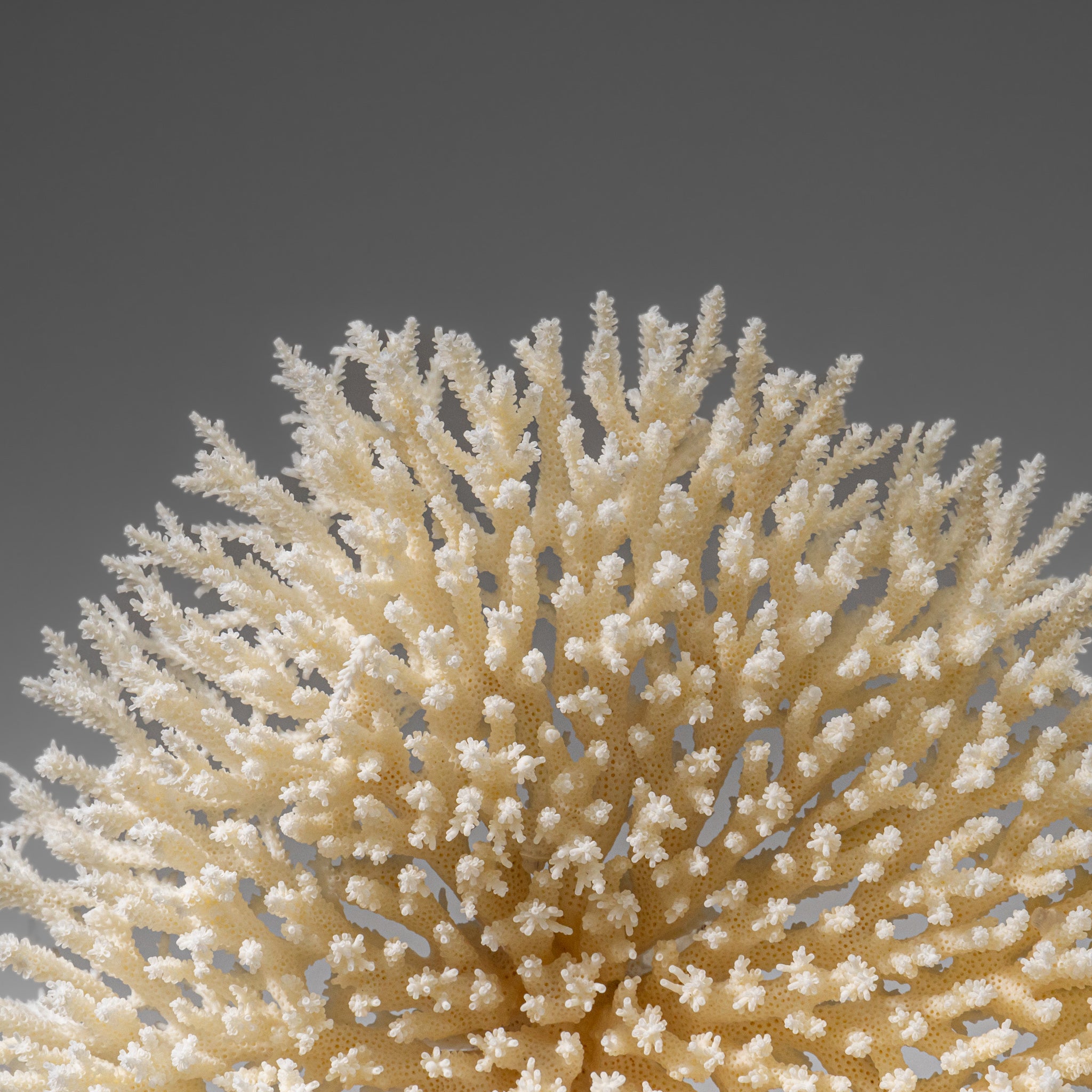 Genuine White Table Coral (1.5 lbs)
