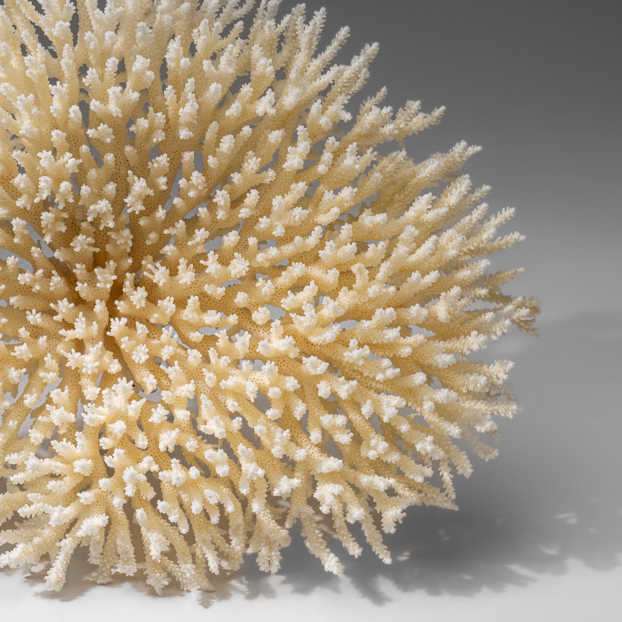 Genuine White Table Coral (1.5 lbs)
