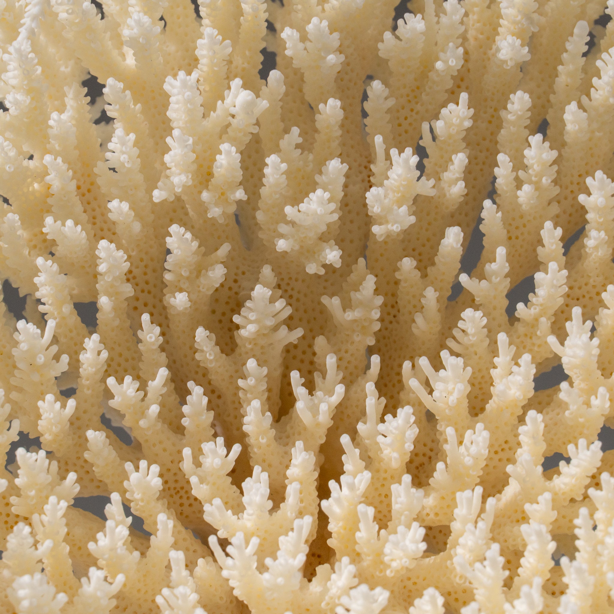 Genuine White Table Coral (1.5 lbs)