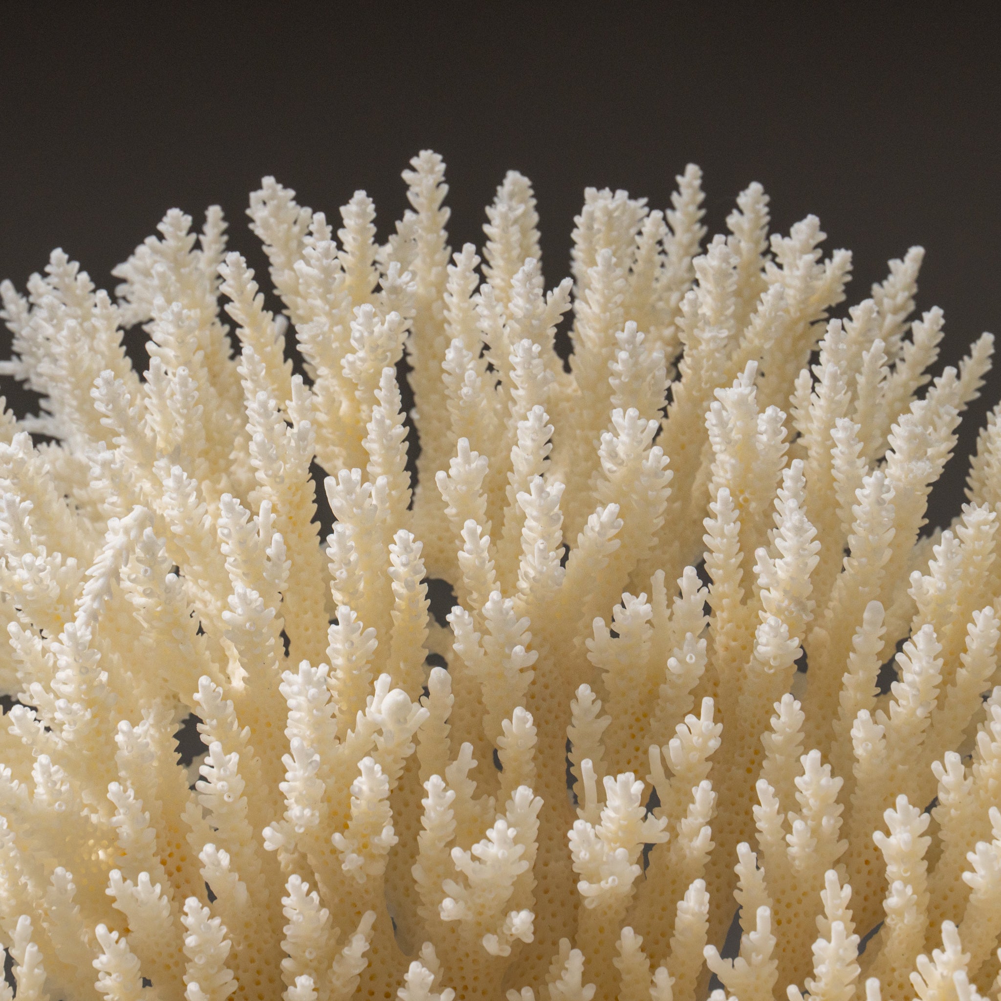Genuine White Table Coral (1.5 lbs)