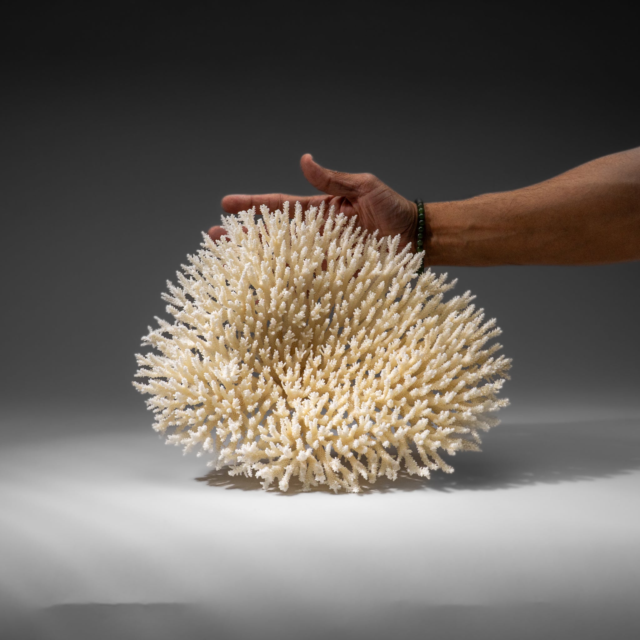 Genuine White Table Coral (1.5 lbs)