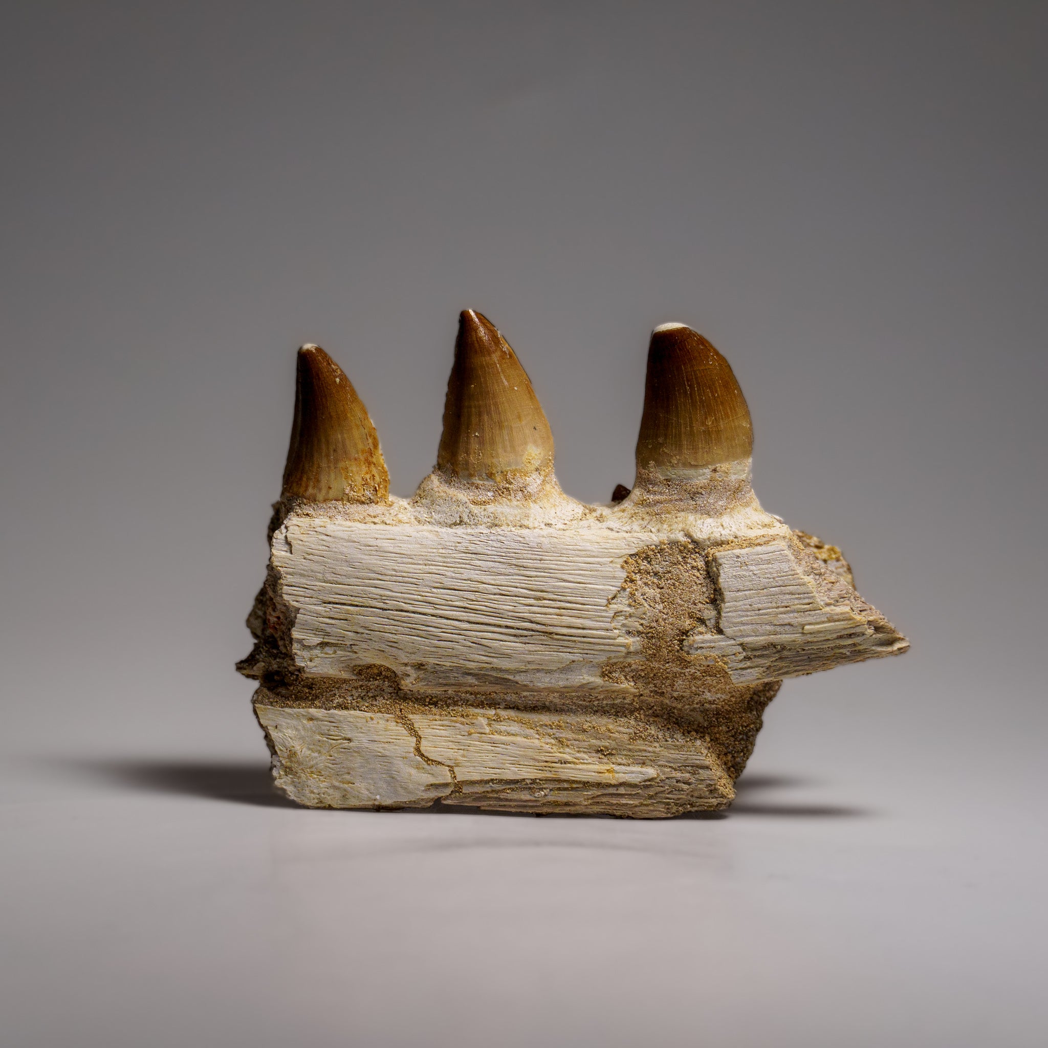 Genuine Mosasaur Tooth in a Fossilized Jaw bone (158.8 grams)