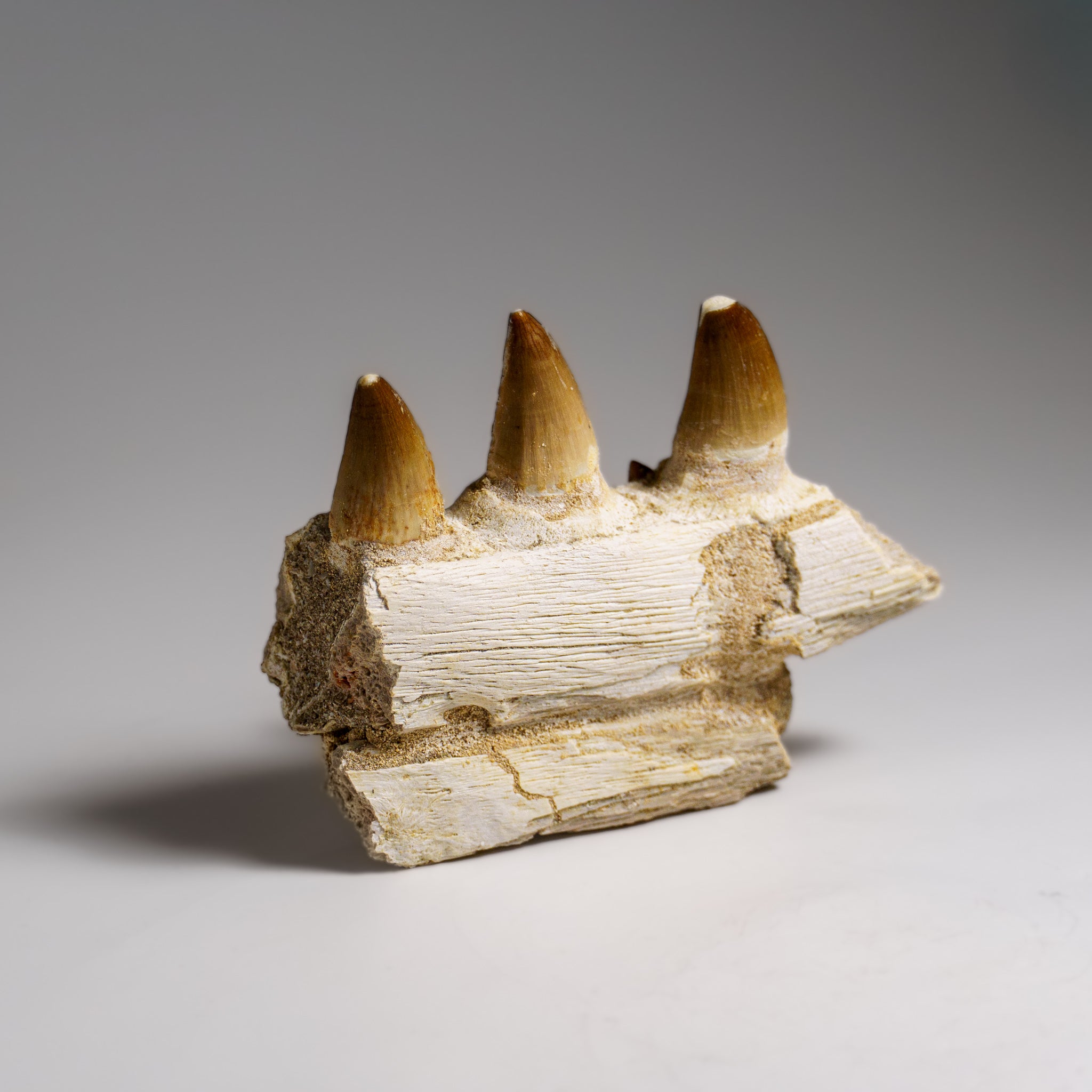 Genuine Mosasaur Tooth in a Fossilized Jaw bone (158.8 grams)