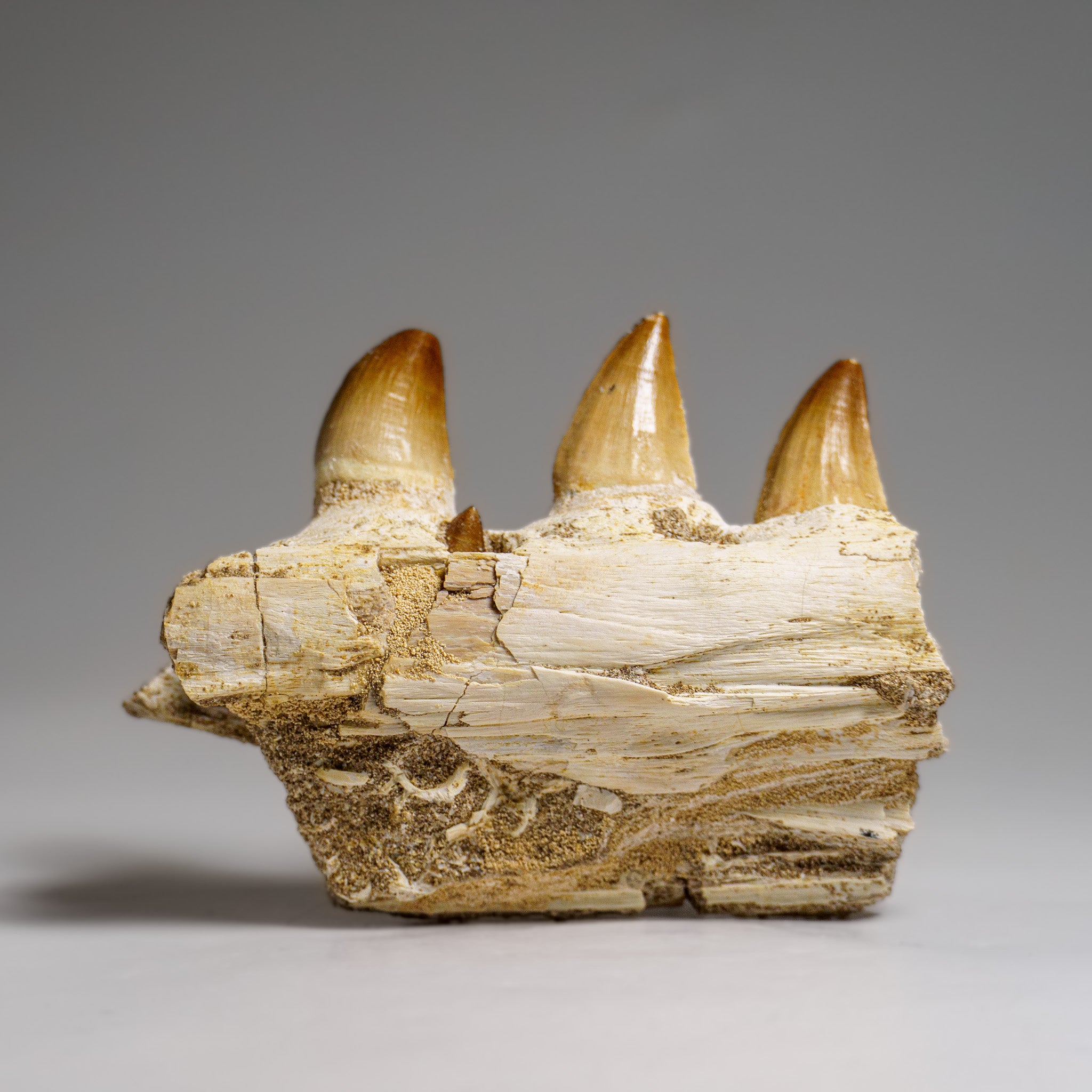 Genuine Mosasaur Tooth in a Fossilized Jaw bone (158.8 grams)