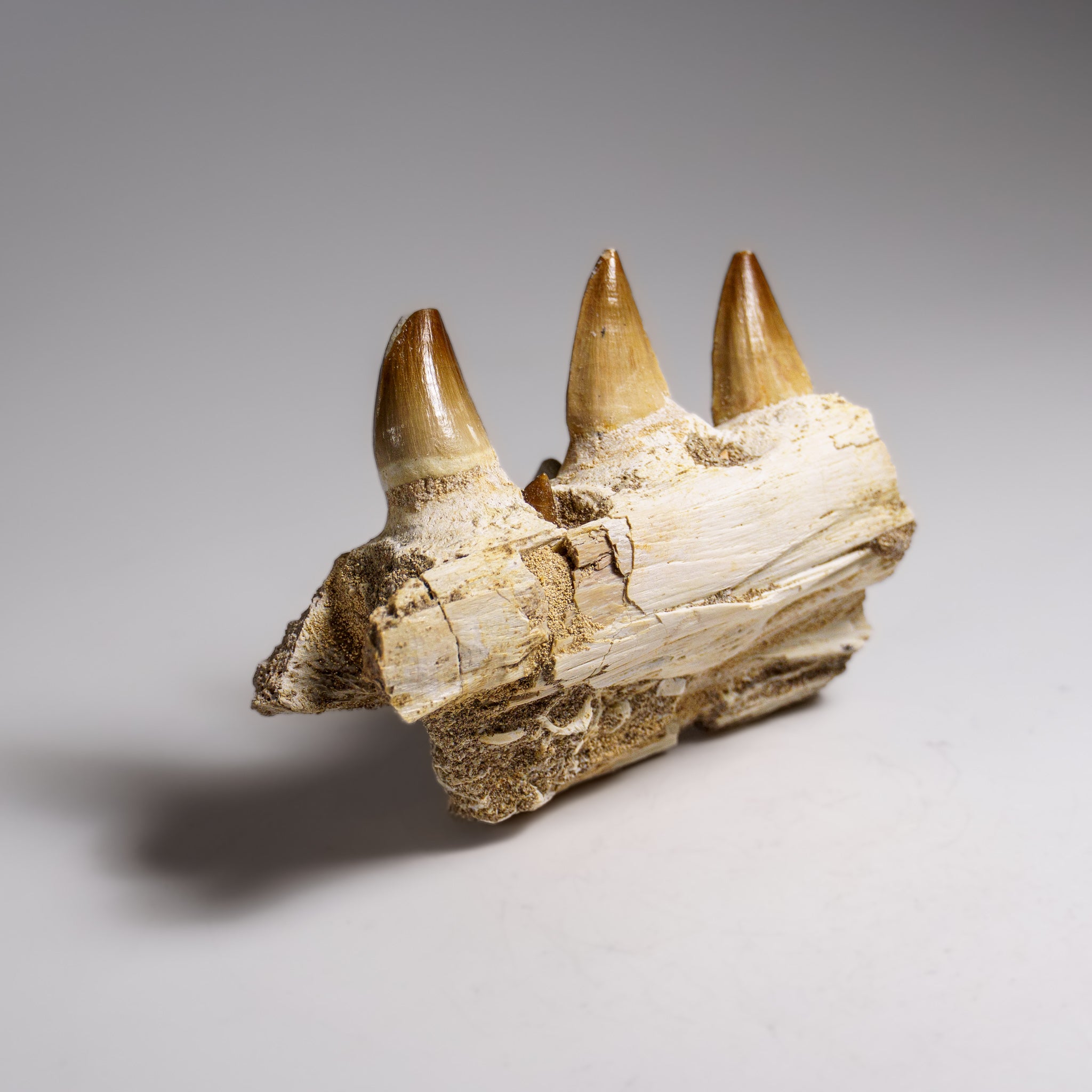 Genuine Mosasaur Tooth in a Fossilized Jaw bone (158.8 grams)