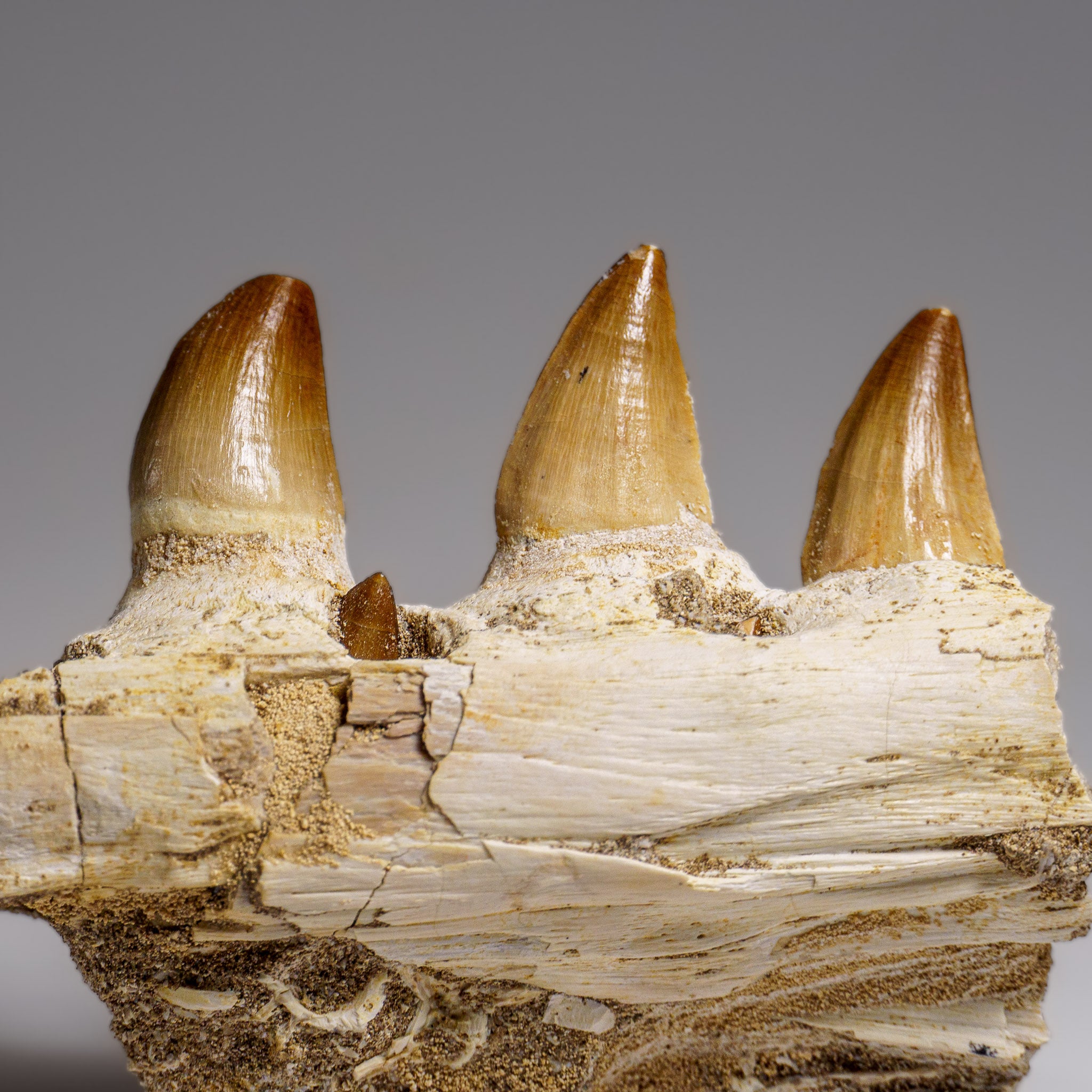 Genuine Mosasaur Tooth in a Fossilized Jaw bone (158.8 grams)
