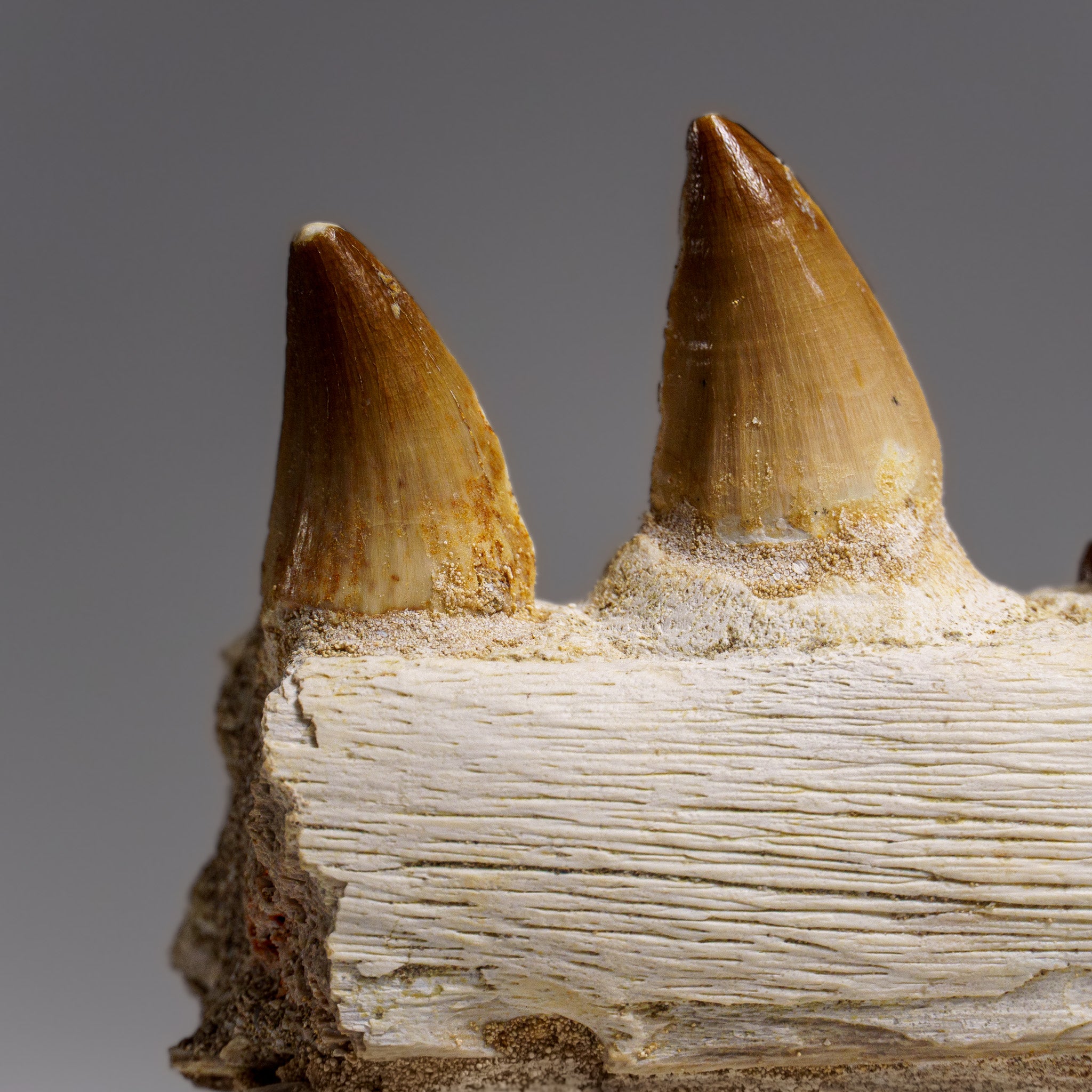 Genuine Mosasaur Tooth in a Fossilized Jaw bone (158.8 grams)