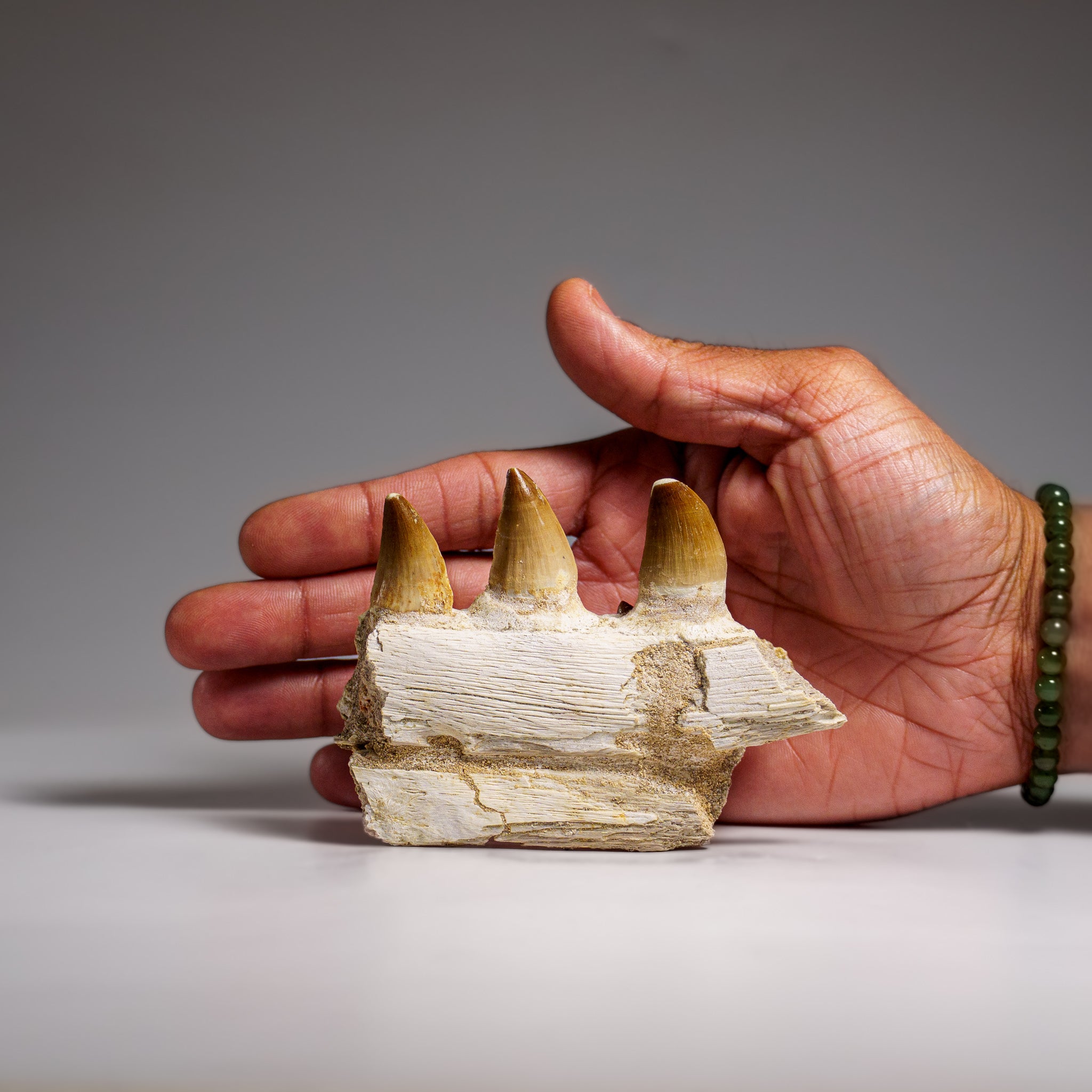 Genuine Mosasaur Tooth in a Fossilized Jaw bone (158.8 grams)