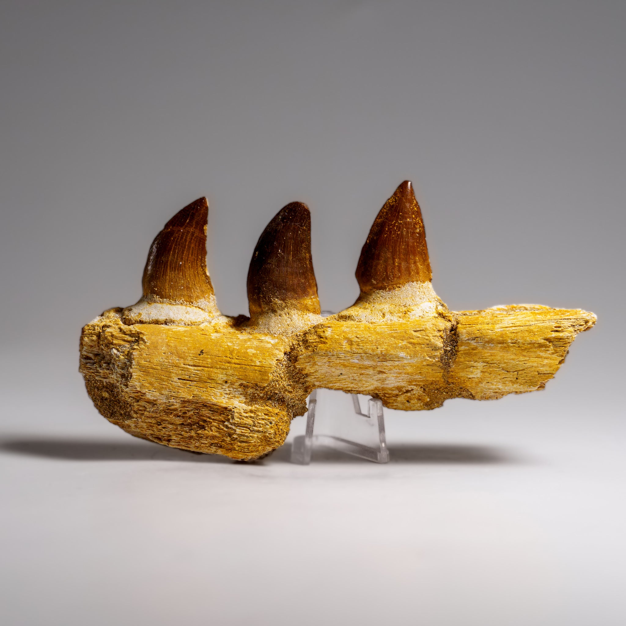 Genuine Mosasaur Tooth in a Fossilized Jaw bone (146.8 grams)