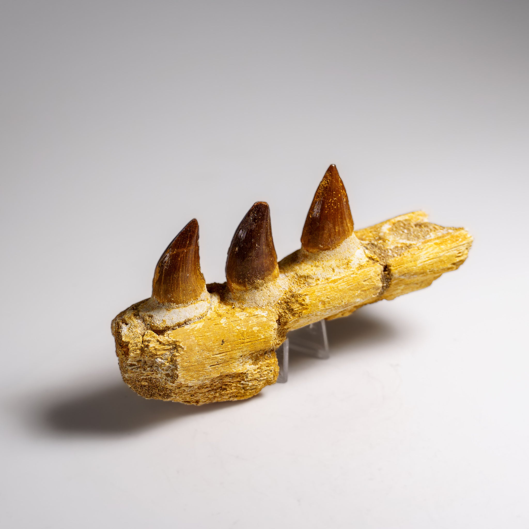 Genuine Mosasaur Tooth in a Fossilized Jaw bone (146.8 grams)