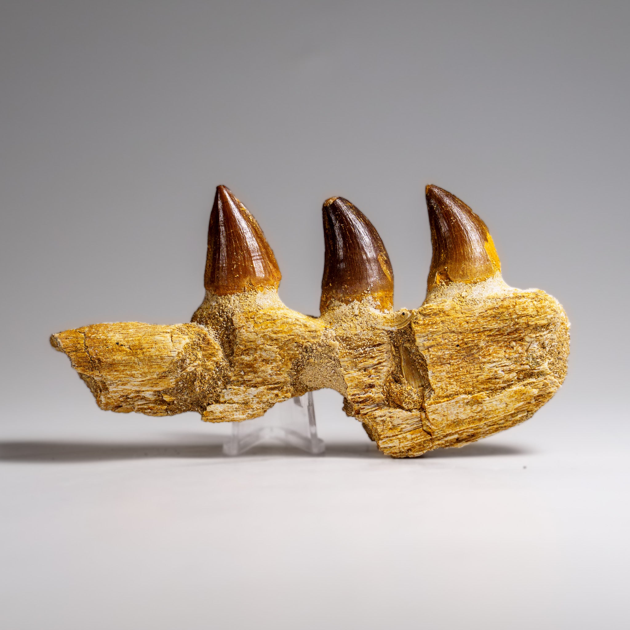 Genuine Mosasaur Tooth in a Fossilized Jaw bone (146.8 grams)