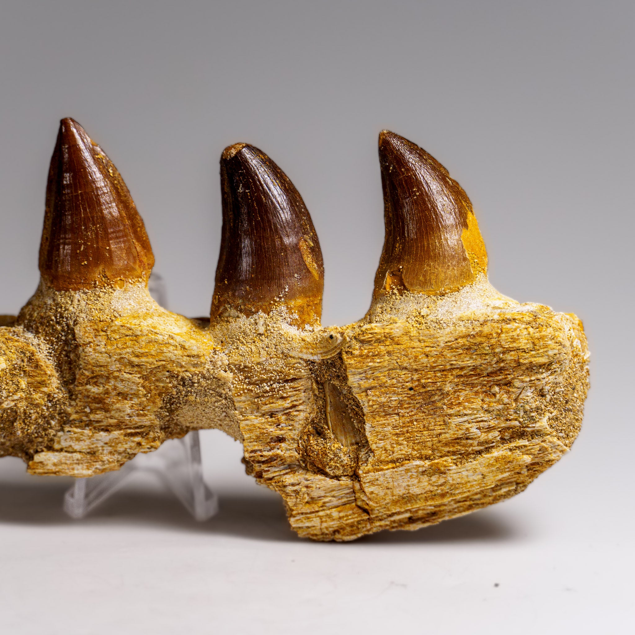 Genuine Mosasaur Tooth in a Fossilized Jaw bone (146.8 grams)