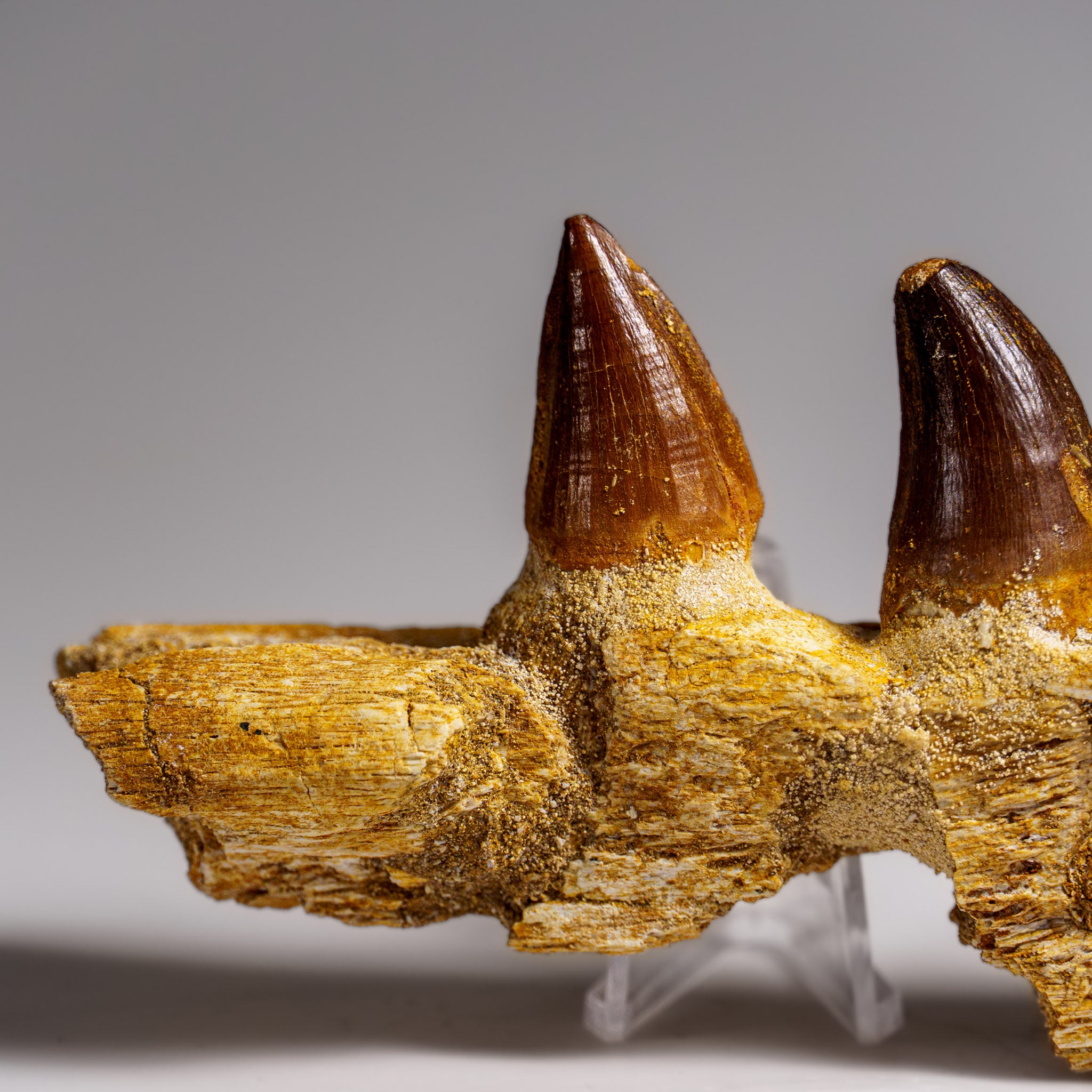 Genuine Mosasaur Tooth in a Fossilized Jaw bone (146.8 grams)