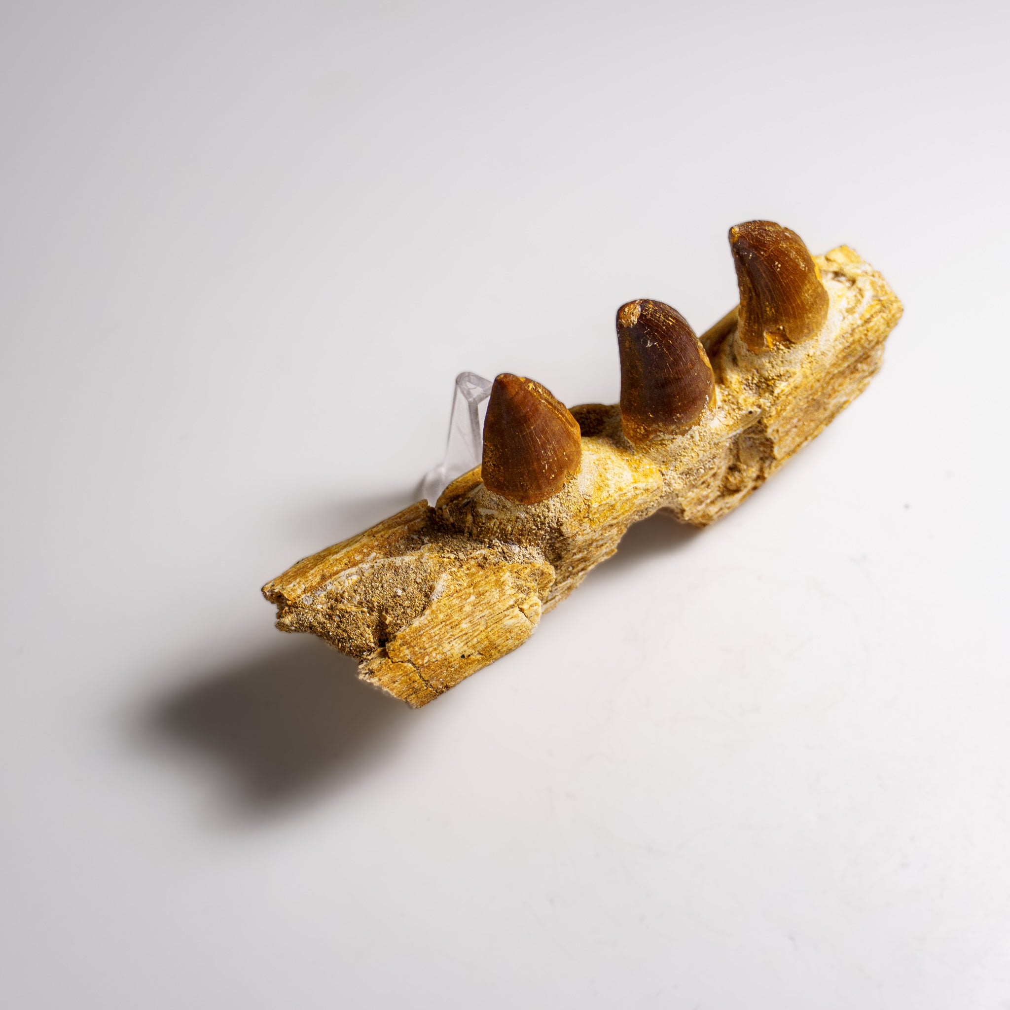 Genuine Mosasaur Tooth in a Fossilized Jaw bone (146.8 grams)