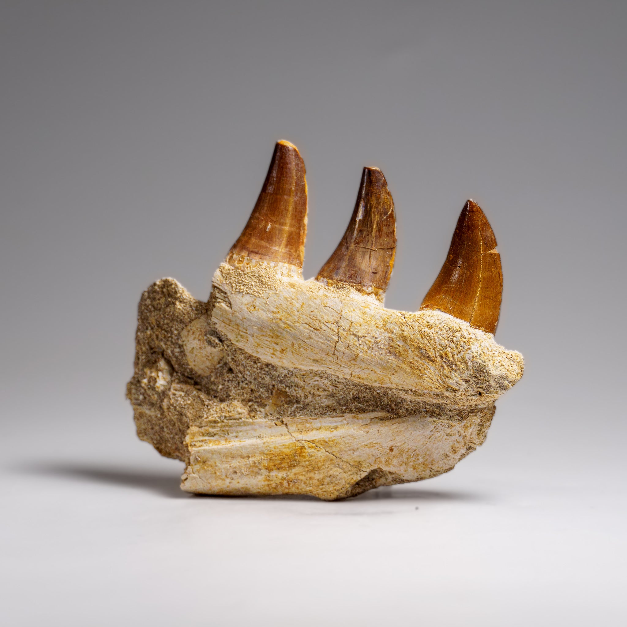 Genuine Mosasaur Tooth in a Fossilized Jaw bone (219.5 grams)