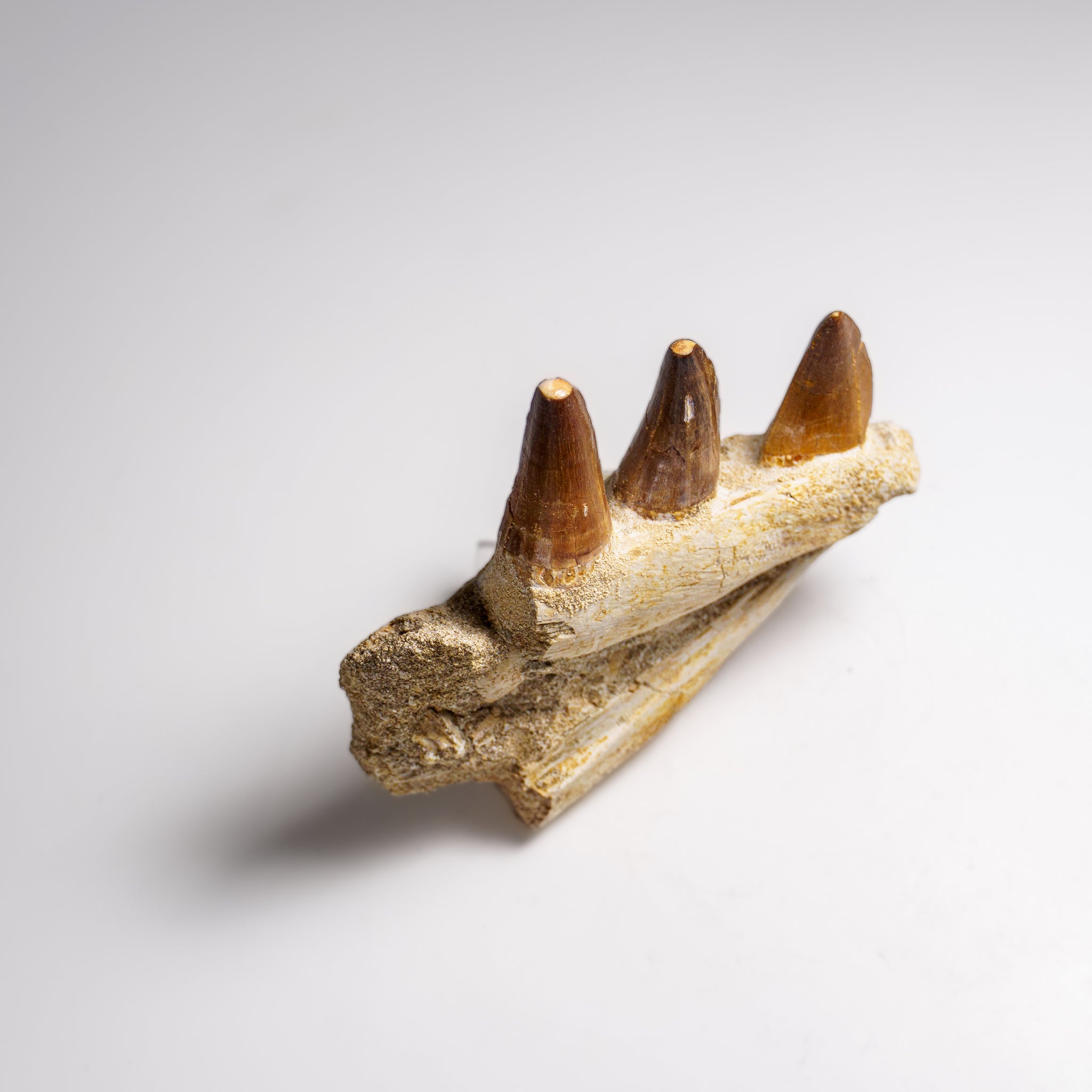 Genuine Mosasaur Tooth in a Fossilized Jaw bone (219.5 grams)