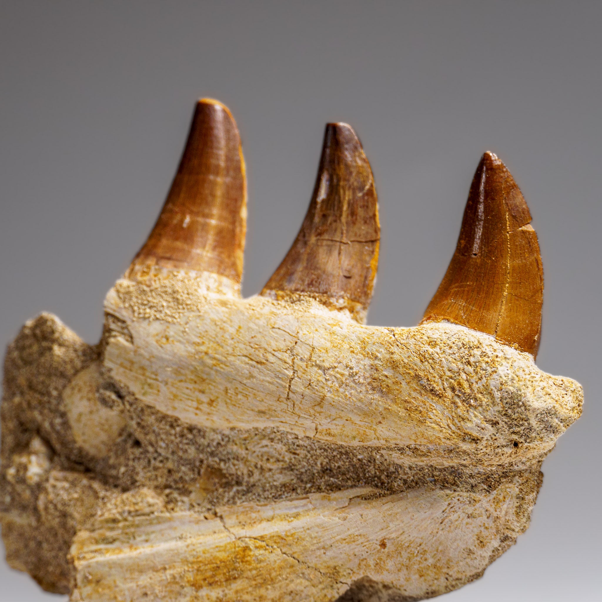 Genuine Mosasaur Tooth in a Fossilized Jaw bone (219.5 grams)