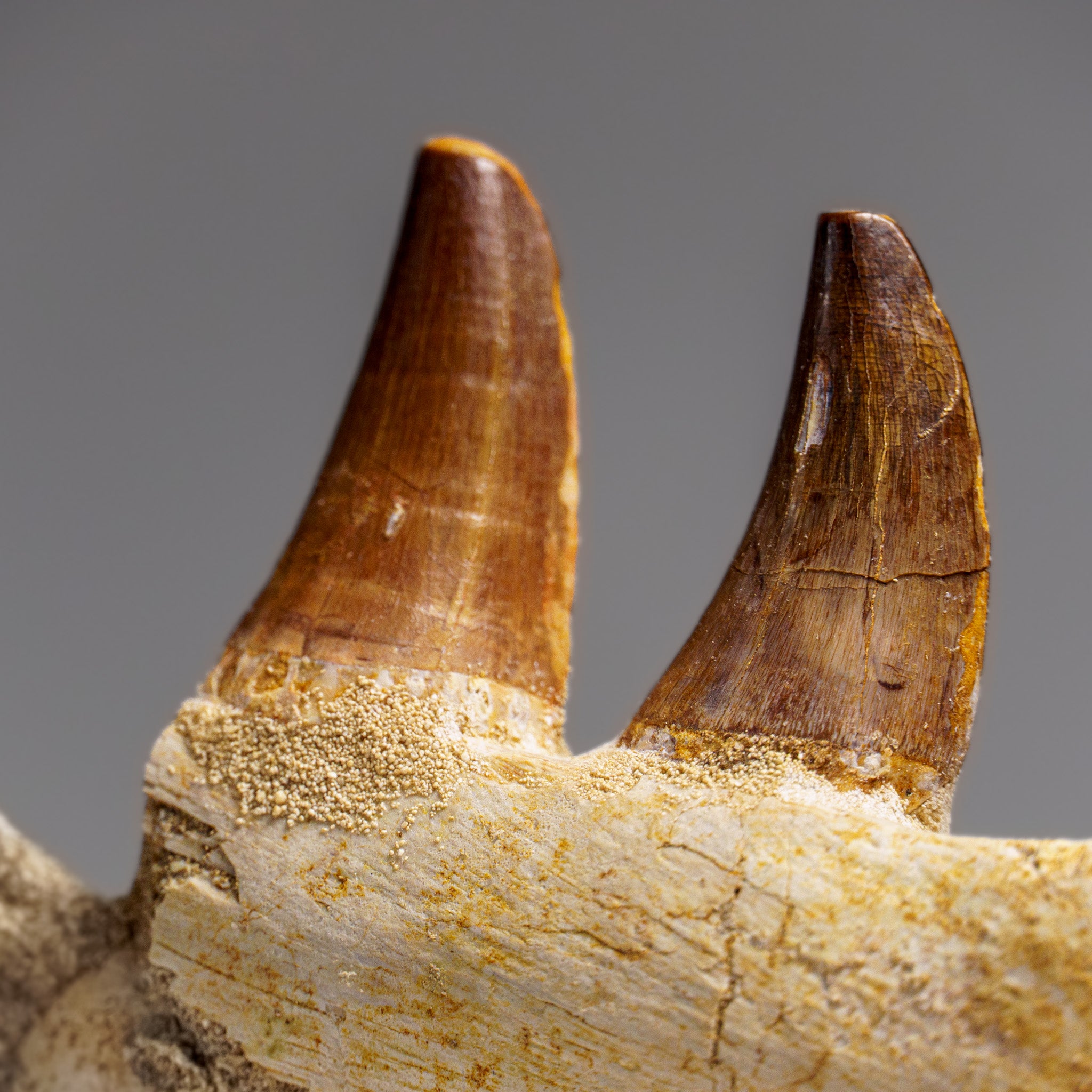 Genuine Mosasaur Tooth in a Fossilized Jaw bone (219.5 grams)