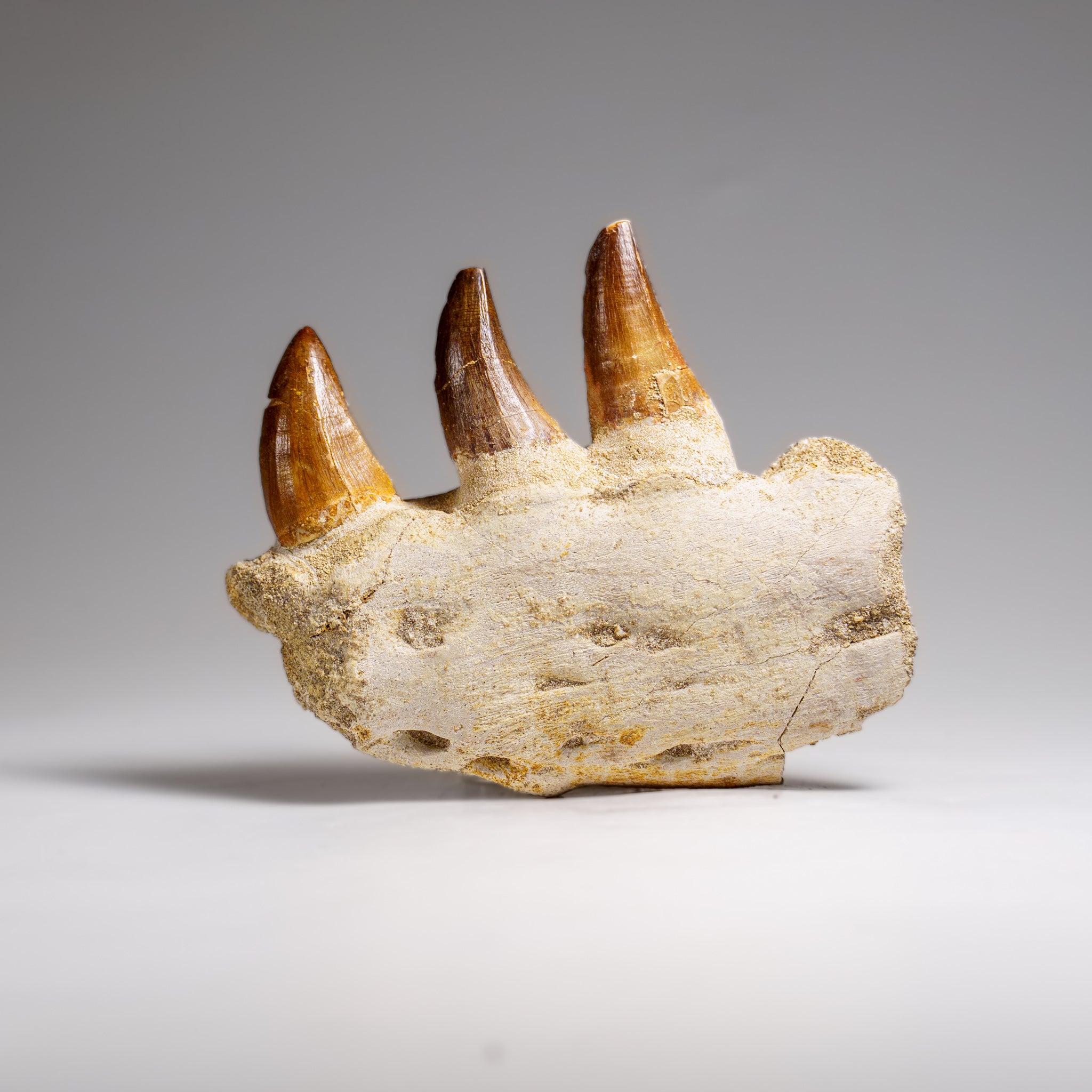 Genuine Mosasaur Tooth in a Fossilized Jaw bone (219.5 grams)