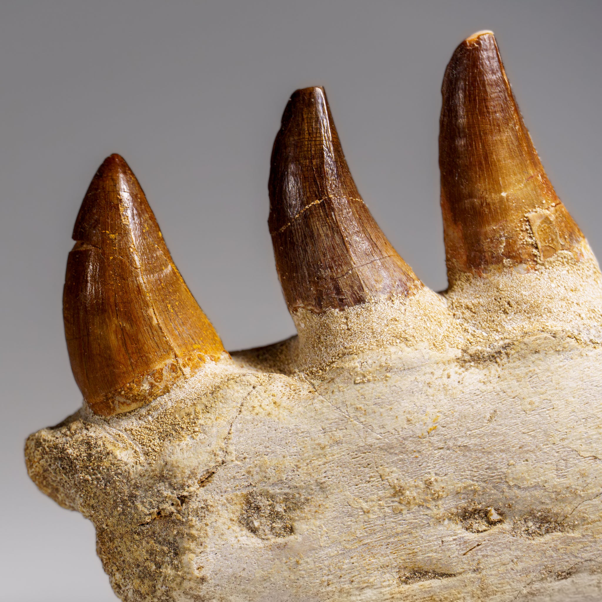 Genuine Mosasaur Tooth in a Fossilized Jaw bone (219.5 grams)