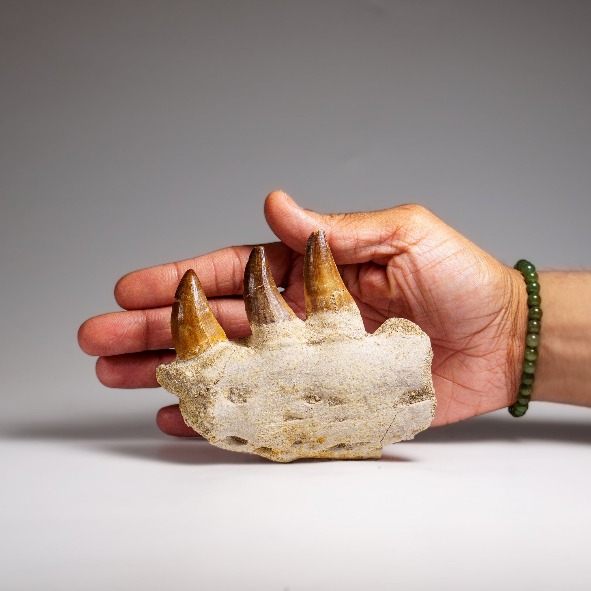 Genuine Mosasaur Tooth in a Fossilized Jaw bone (219.5 grams)