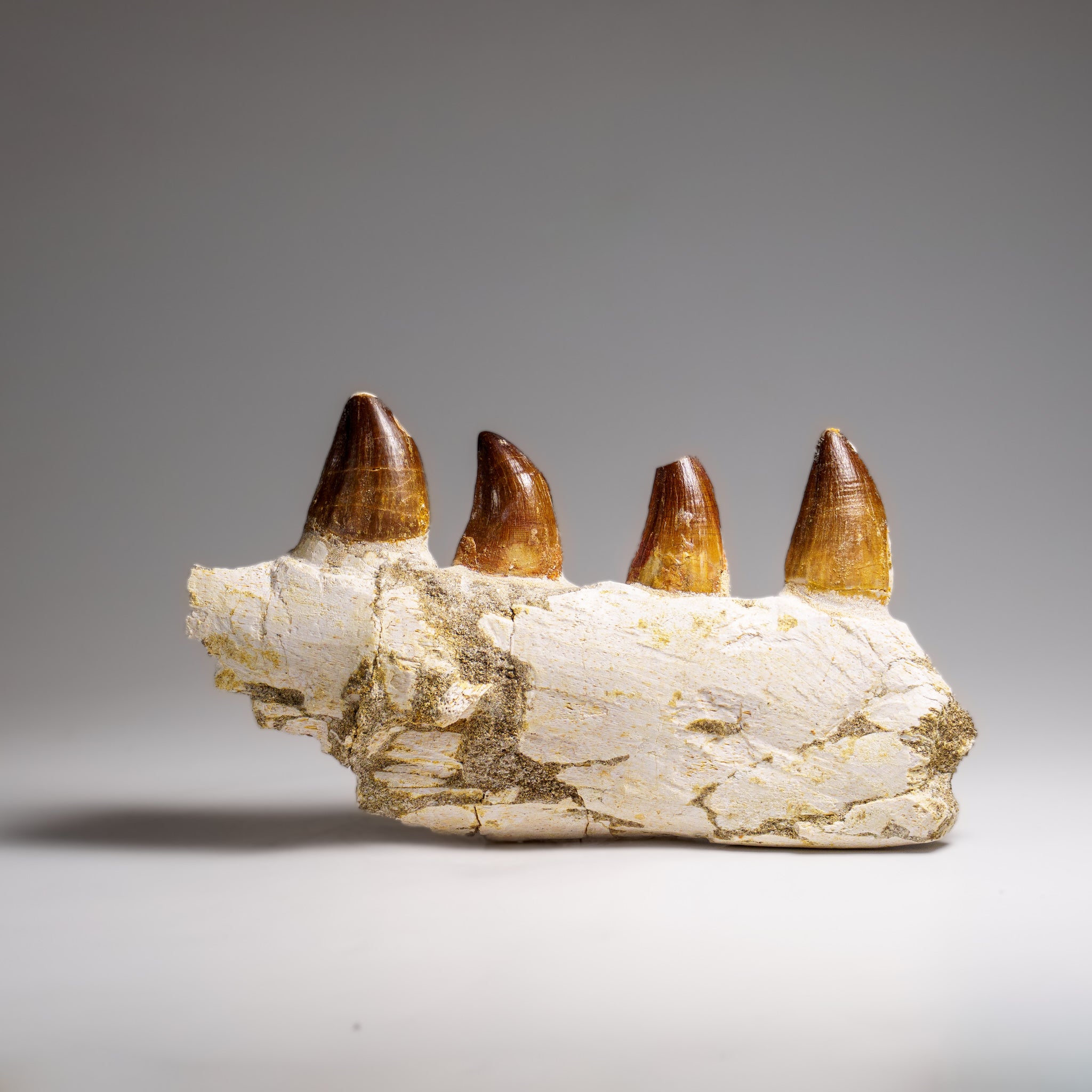 Genuine Mosasaur Tooth in a Fossilized Jaw bone (443.6 grams)