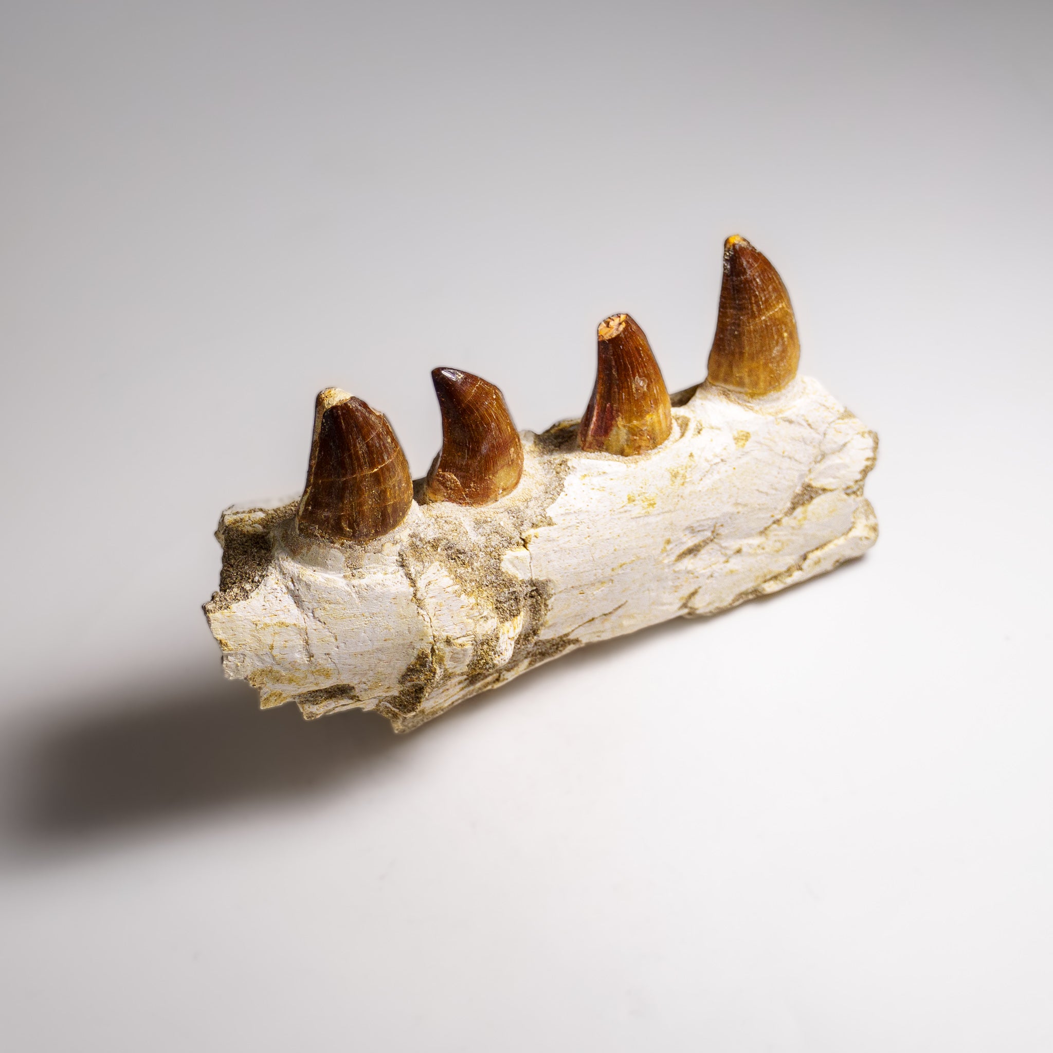 Genuine Mosasaur Tooth in a Fossilized Jaw bone (443.6 grams)