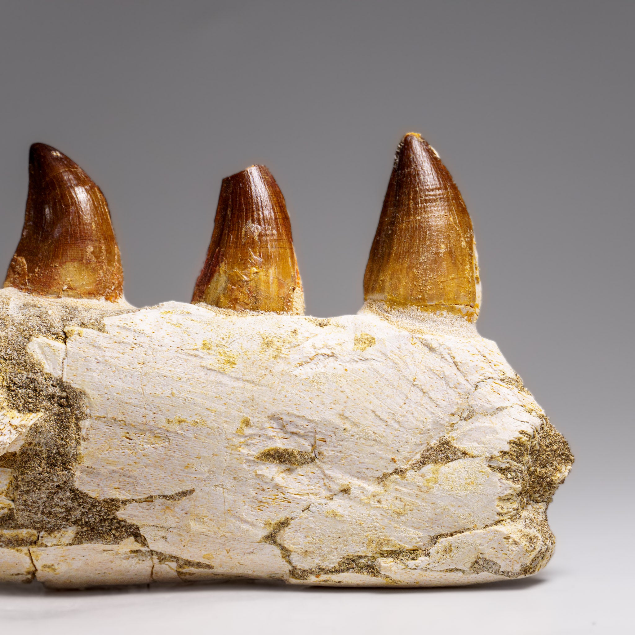Genuine Mosasaur Tooth in a Fossilized Jaw bone (443.6 grams)