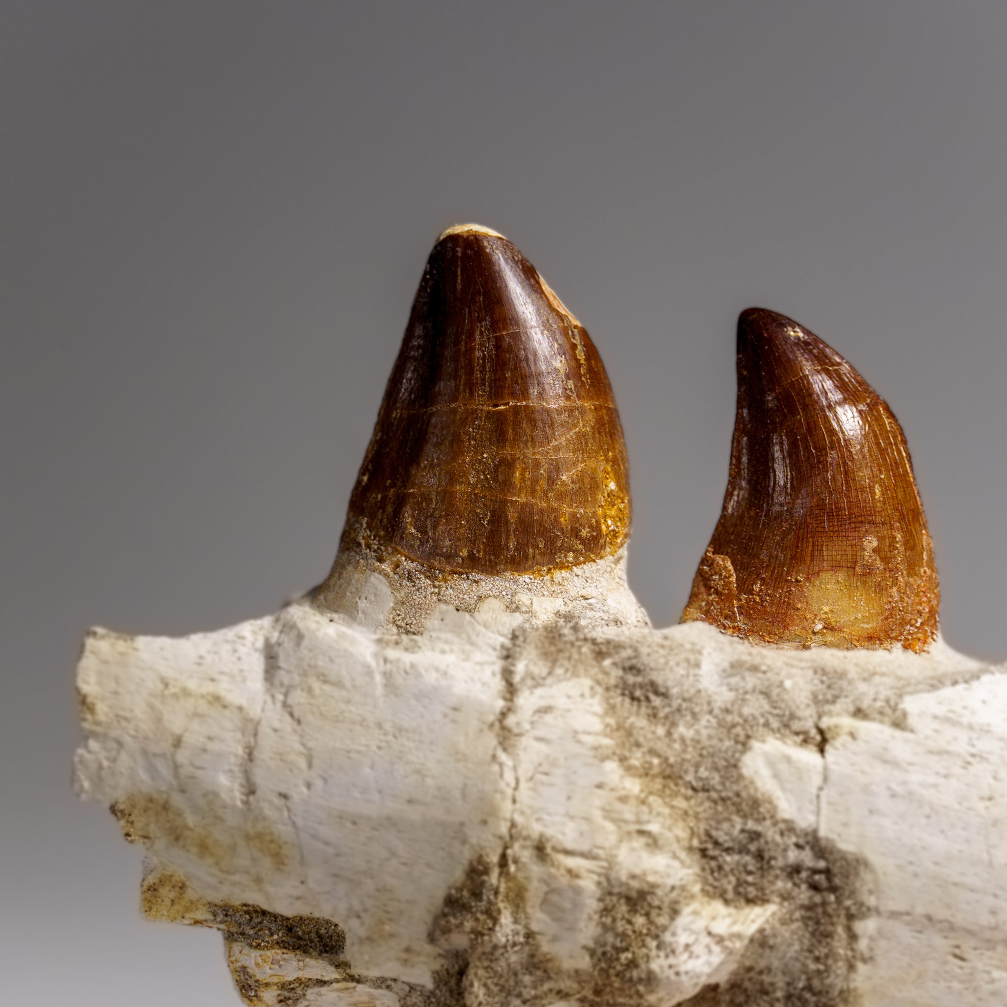 Genuine Mosasaur Tooth in a Fossilized Jaw bone (443.6 grams)