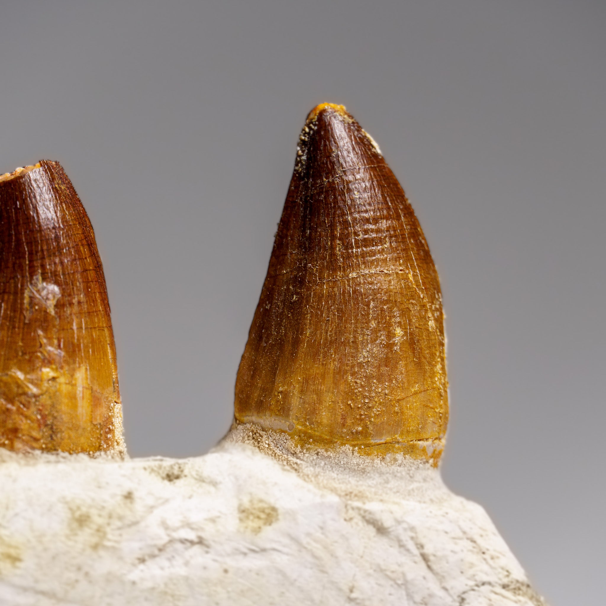 Genuine Mosasaur Tooth in a Fossilized Jaw bone (443.6 grams)