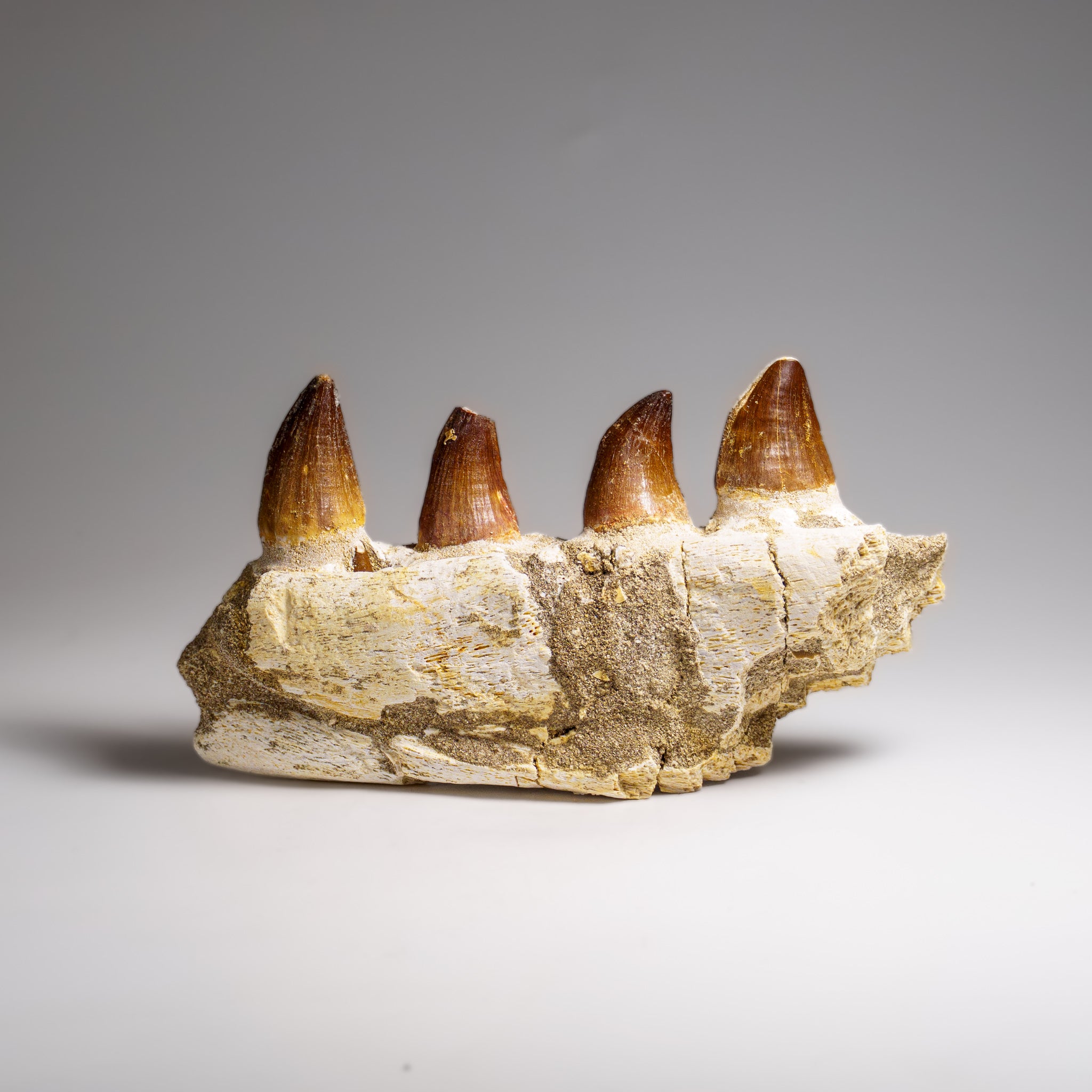 Genuine Mosasaur Tooth in a Fossilized Jaw bone (443.6 grams)