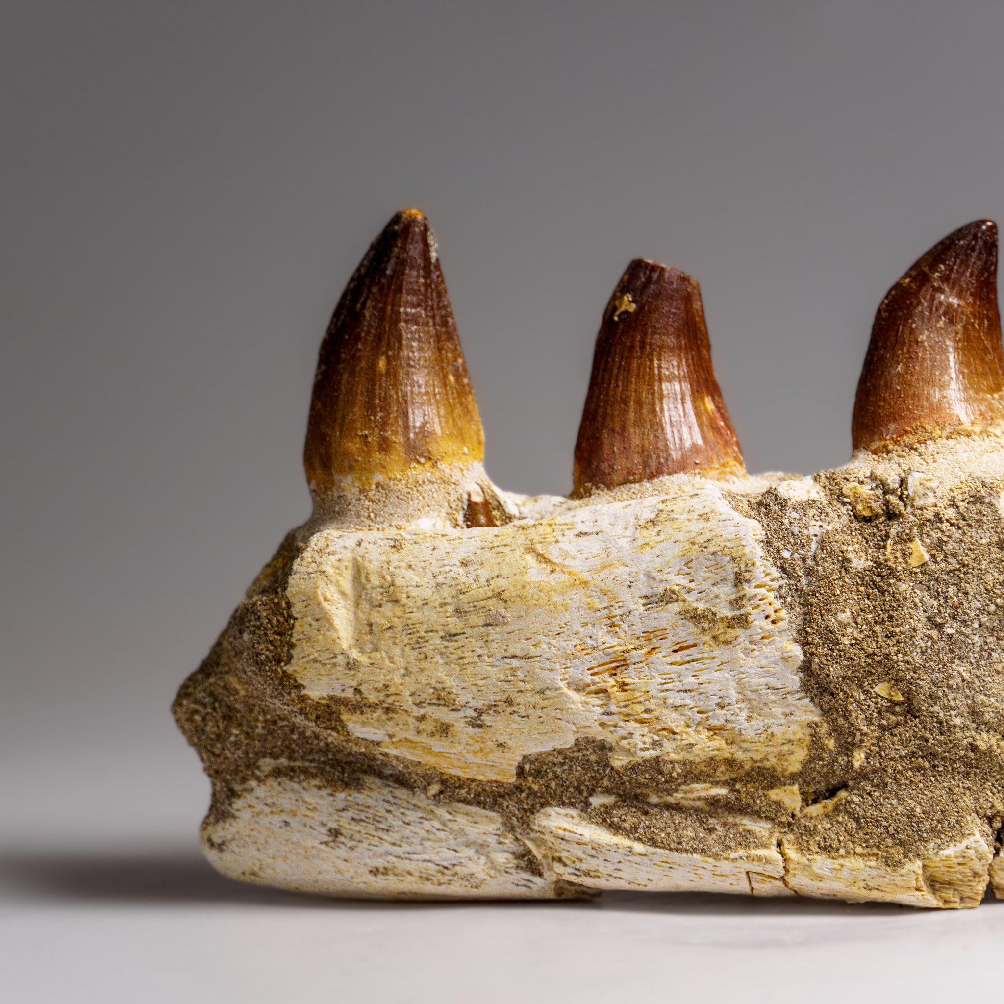 Genuine Mosasaur Tooth in a Fossilized Jaw bone (443.6 grams)