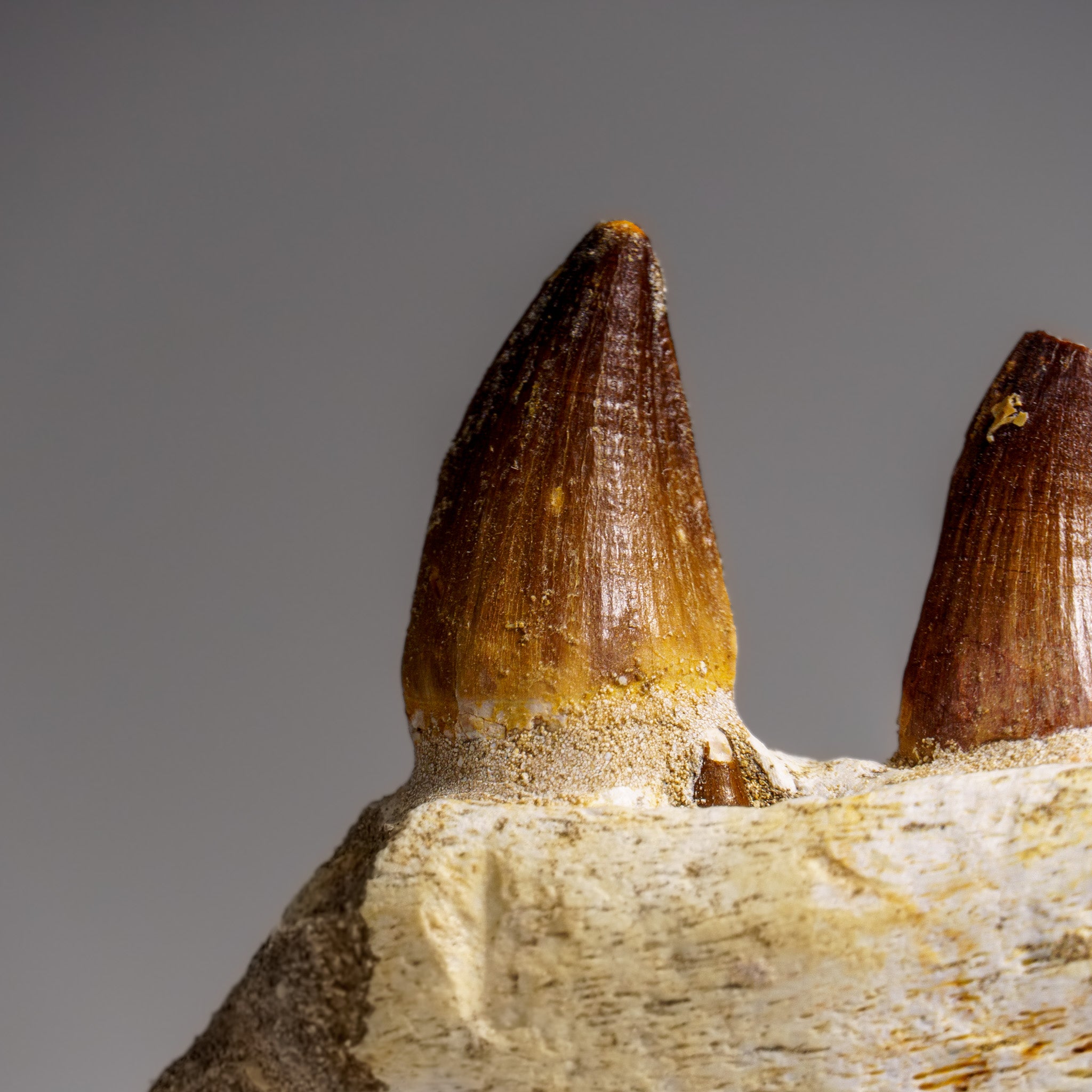 Genuine Mosasaur Tooth in a Fossilized Jaw bone (443.6 grams)