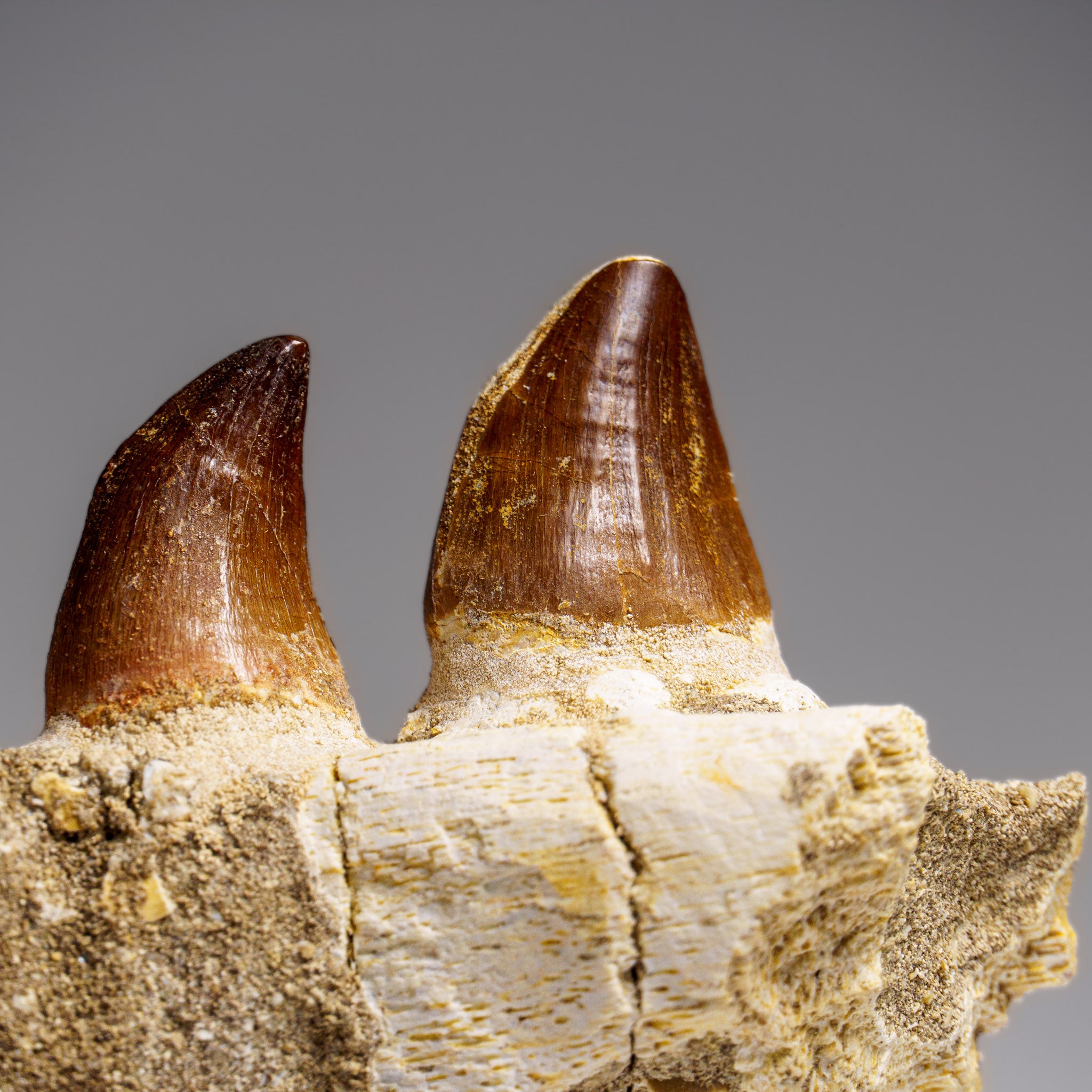 Genuine Mosasaur Tooth in a Fossilized Jaw bone (443.6 grams)