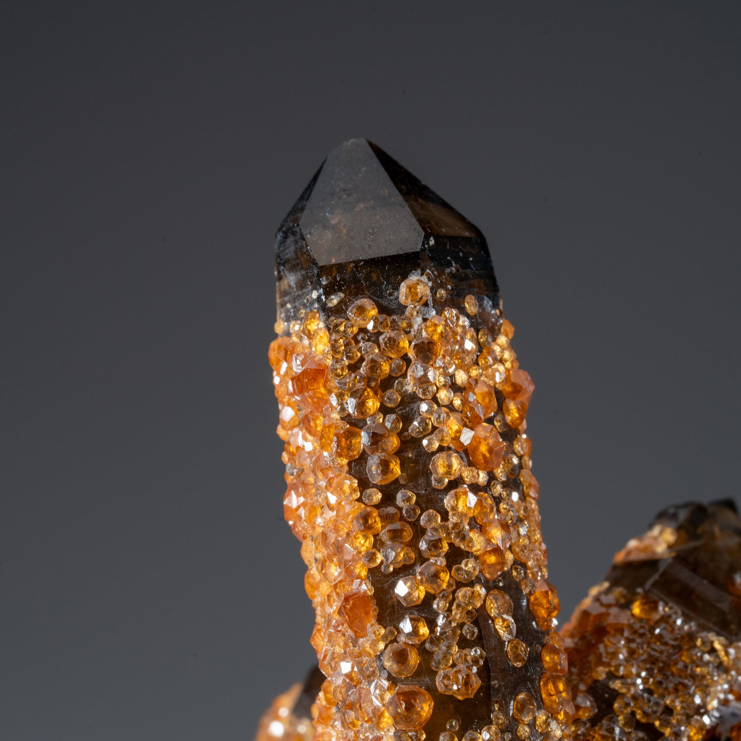 Astro Gallery of Gems, Minerals and Fossils
